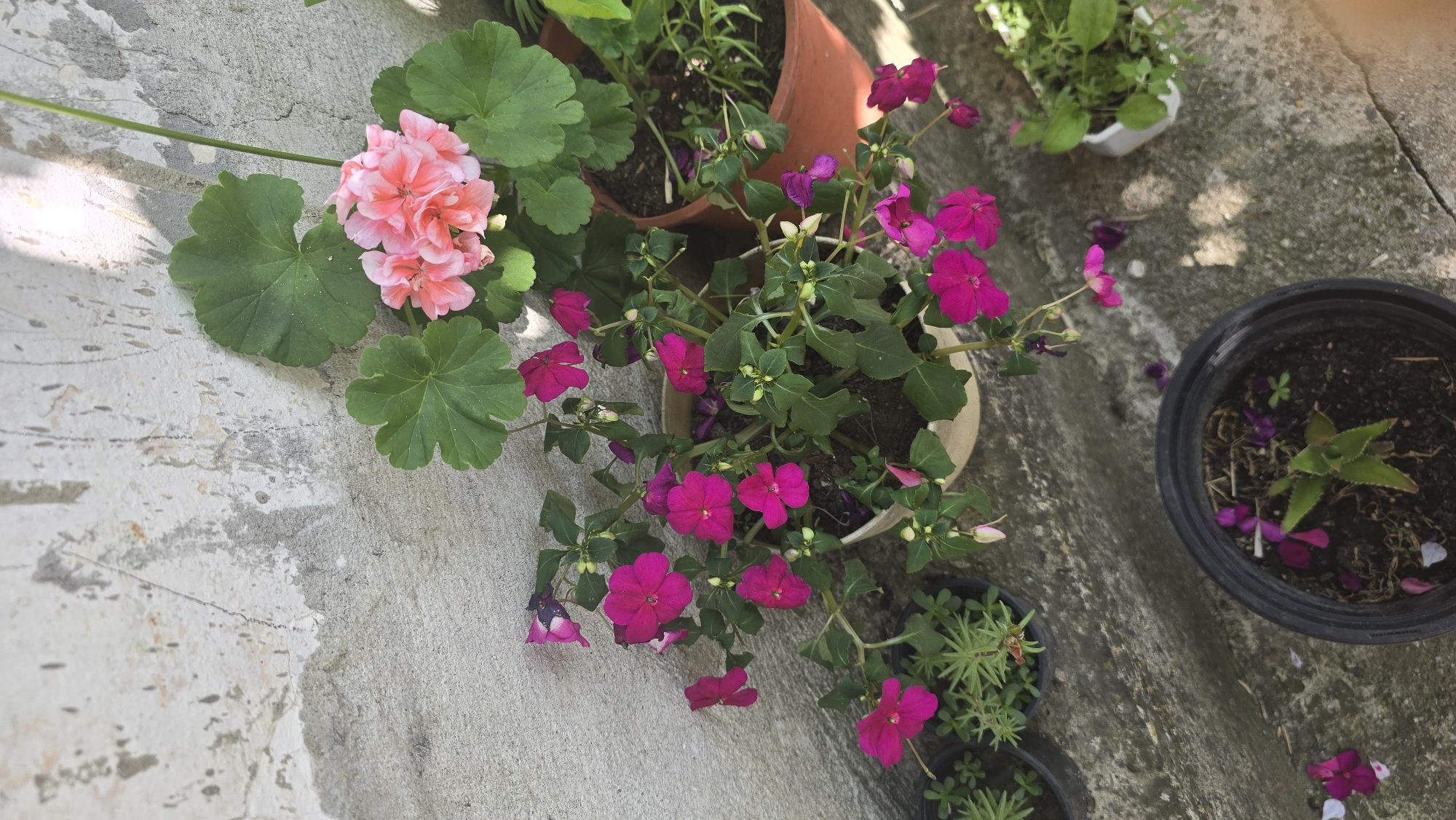 In Vlasatitsa, Bulgaria, a close-up, eye-level shot captures a collection of potted plants situated against a textured, light-colored concrete wall. The wall exhibits signs of wear and discoloration, with visible paint splatters and a rough surface. Sunlight casts distinct shadows and highlights on the wall and plants, indicating an outdoor setting during daytime.
Dominating the scene are several potted flowering plants. In the foreground and mid-ground, a pot with vibrant pink impatiens flowers is prominently featured. These flowers have delicate, five-petaled blooms and dark green foliage. To the upper right, a larger pot holds a flowering plant with clusters of soft pink, ruffled blossoms, likely a geranium, surrounded by broad, lobed green leaves. Other smaller potted plants with green foliage are scattered around, including one with a succulent-like plant in a black pot in the lower center. Scattered petals on the concrete surface suggest recent blooming or wind disturbance. The ground surface is also concrete, with a rough, weathered appearance. No people are present in the image.