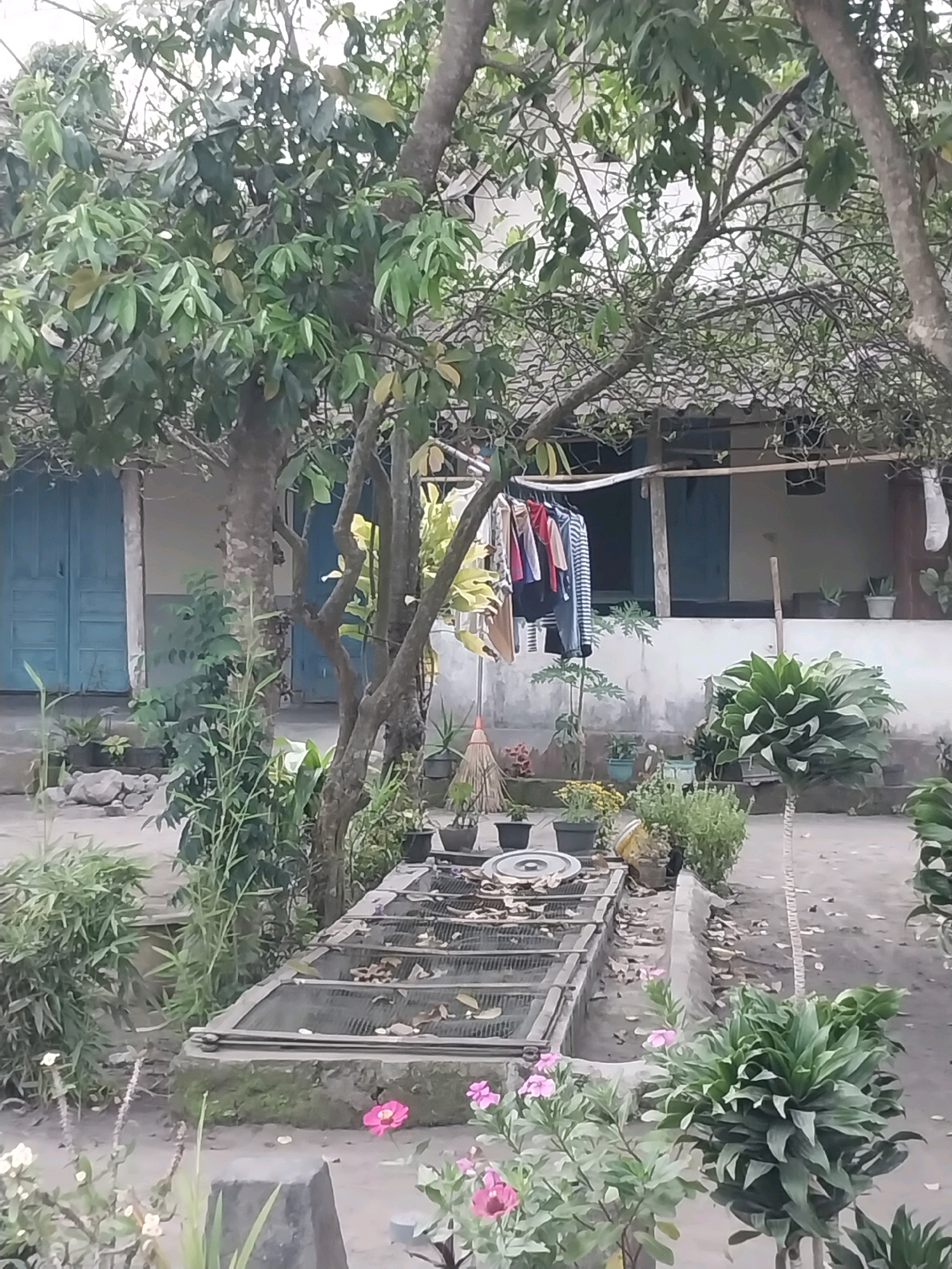 The image depicts an outdoor courtyard area in Tijayan, Indonesia. The scene is dominated by lush green foliage and trees, with a building visible in the background featuring blue doors. In the foreground, a rectangular structure with a wire mesh cover, possibly a pond or a raised garden bed, is centrally located. Various potted plants and flowers are scattered around the courtyard. Clothes are seen hanging on a clothesline, suggesting domestic activity. A broom and other gardening tools are also present. The ground appears to be made of dirt and paved surfaces, with fallen leaves scattered throughout. The overall impression is one of a lived-in, rustic outdoor space.
