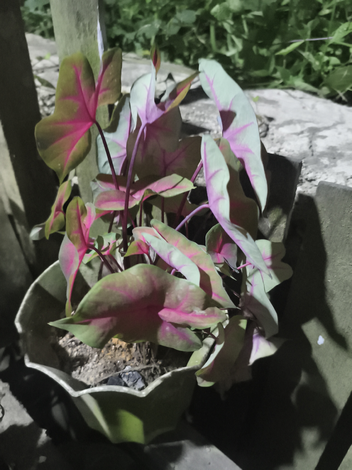 A close-up, low-angle shot shows a potted plant with large, heart-shaped leaves displaying a striking pattern of deep pink veins against a light green background. The leaves are arranged densely, with some appearing to be new growth, a lighter pink in color. The plant is contained in a light-colored, textured pot with an ornate, scalloped rim, sitting on a rough, concrete surface. In the background, out of focus, are elements of an outdoor environment, including a rough-textured vertical post and lush green foliage, suggesting a garden or yard setting. The lighting appears to be artificial, casting distinct shadows and highlighting the vibrant colors of the leaves. This scene could be located in a residential garden in Samarinda, Indonesia, where such ornamental plants are commonly cultivated.
