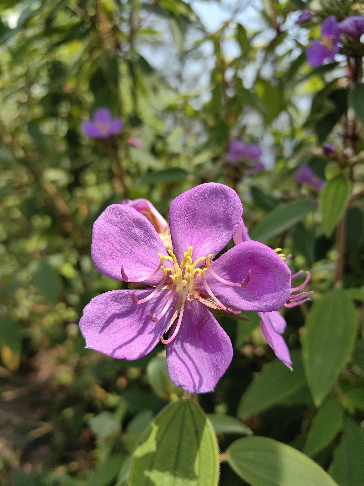 A close-up, medium-shot photograph shows a five-petaled purple flower with yellow stamens in the center. The flower is in sharp focus, and the background is a blur of green foliage and other, smaller purple flowers. The leaves appear to have a slight fuzz to them. The location is Yên Minh Commune, Vietnam.