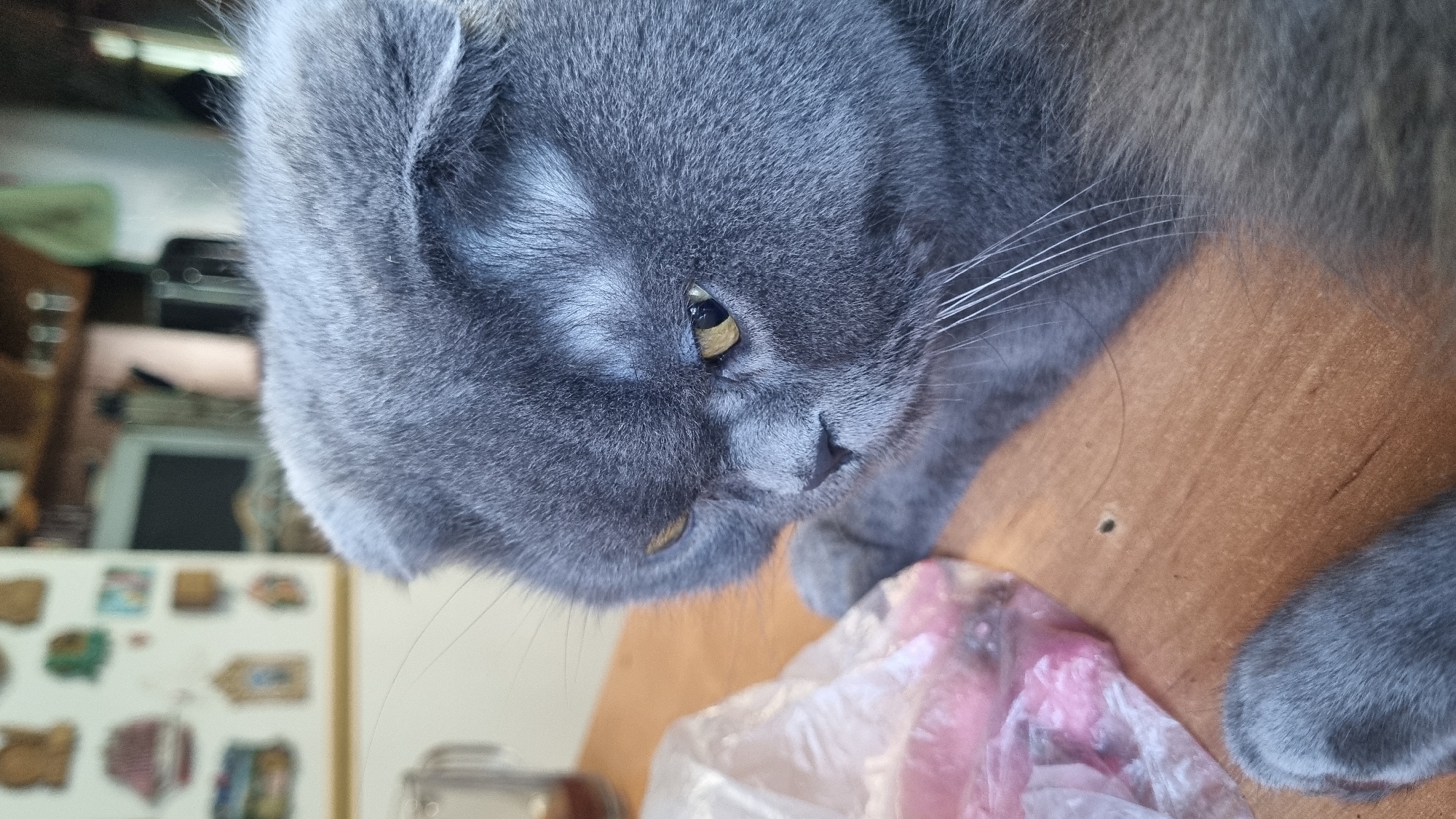 A close-up, eye-level shot features a grey Scottish Fold cat resting on a wooden surface. The cat is positioned on the right side of the frame, its head turned to the left, with its distinctive folded ears visible. The cat's fur is a medium grey, and its eyes are yellow. To the left of the cat is a clear plastic bag containing pink material, possibly food. The background is out of focus but appears to be an indoor setting, possibly a kitchen, with shelves and a refrigerator visible. There are no people in the image. The lighting suggests an indoor environment. The image does not contain any information that would allow for localization in the city of Vysokoe, Russia.