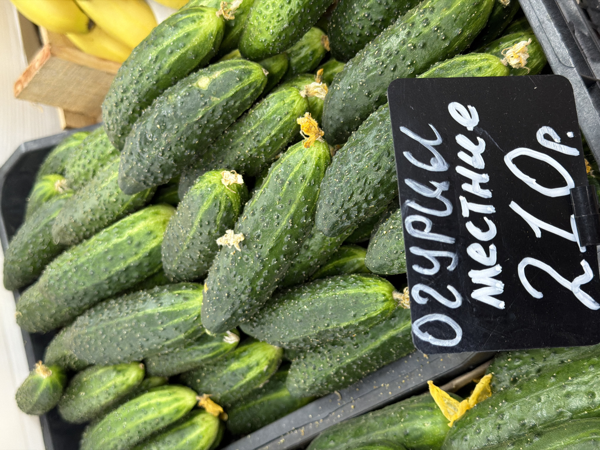A close-up, eye-level shot shows a bin of fresh, bumpy cucumbers. The cucumbers are a deep green with lighter green stripes and have small white bumps or spines all over their surface. Some have small yellow blossoms attached. In the foreground, a black sign with white chalk writing reads "ОГУРЦЫ местные" (local cucumbers) and "210р." The sign is placed in front of a large pile of cucumbers. The cucumbers appear to be part of a market display, with a hint of a wooden crate and bananas visible in the background, suggesting a produce stand. The overall lighting is bright, likely from indoor fluorescent or overhead lighting.