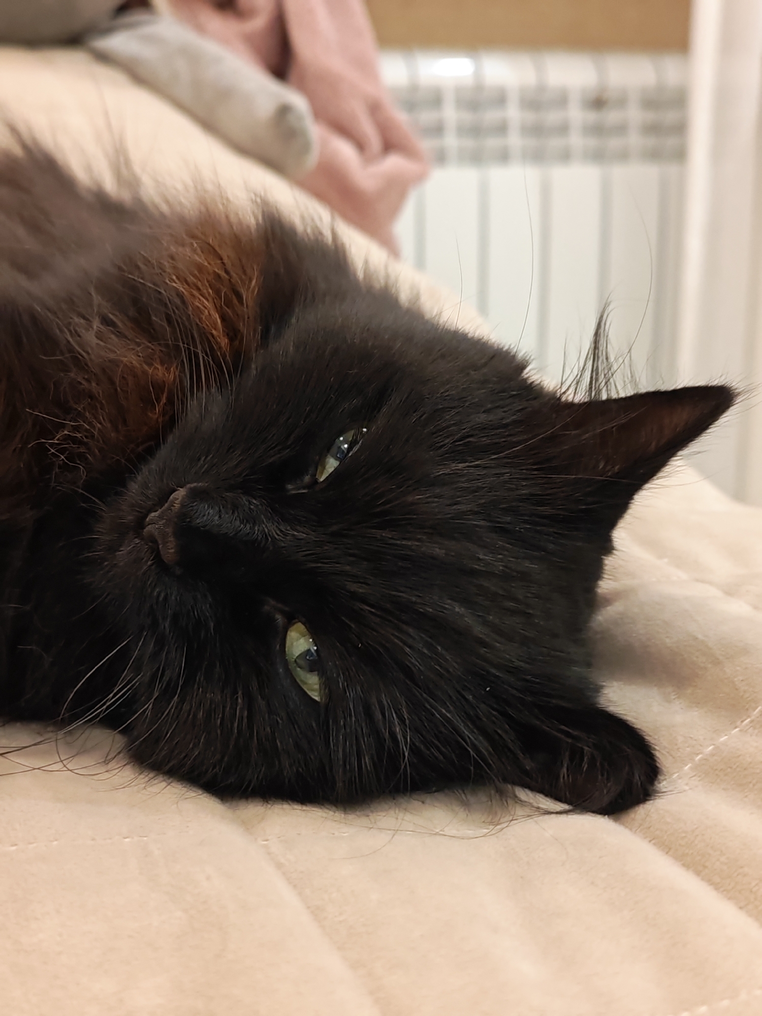 A black cat with green eyes lies on a light-colored, quilted surface. The cat's head is tilted, with its left ear pointed upwards and its right ear partially obscured. The cat's fur appears to be long and somewhat disheveled, with hints of reddish-brown tones mixed with the black, particularly around its neck. The background is out of focus, showing a white radiator with vertical elements and a hint of pink fabric. The image was taken indoors, likely in a residential setting. There is no information to suggest the location in Kalmykovo, Russia.