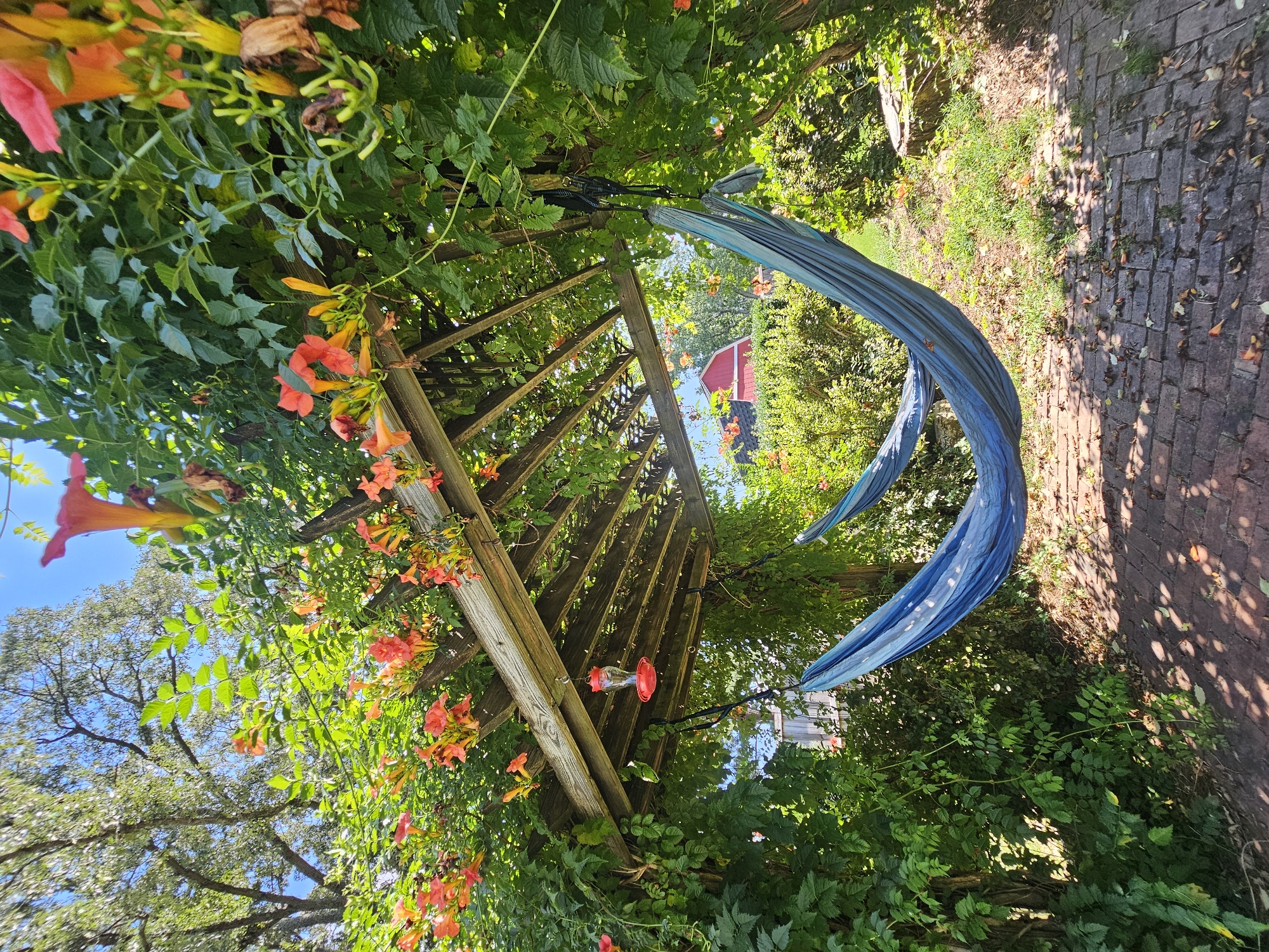 This image depicts a backyard scene in Marietta, United States, featuring a wooden pergola adorned with vibrant orange trumpet vines in full bloom. Two blue hammocks are suspended from the pergola, casting shadows on the red brick patio below. A red hummingbird feeder hangs from the pergola, attracting avian visitors. The background reveals lush green foliage, mature trees, and a glimpse of a red barn with white trim, suggesting a rural or semi-rural setting within Marietta. The overall atmosphere is one of serene outdoor relaxation, bathed in bright sunlight.