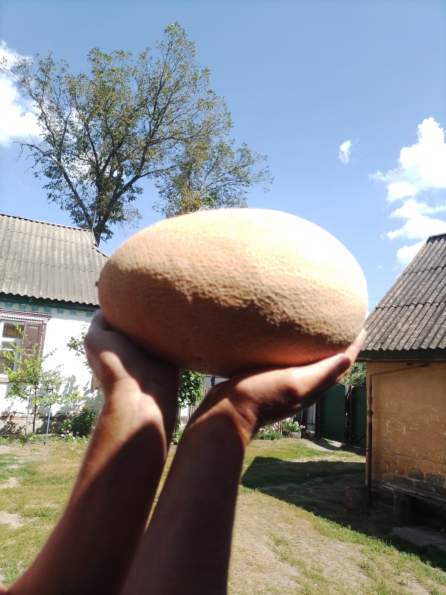 In Ustyvytsia, Ukraine, a person's hands are holding a large cantaloupe in the foreground. The cantaloupe is prominently displayed, filling a significant portion of the frame and obscuring the background. Beyond the fruit, two rustic houses with corrugated roofs are visible. A tall tree with green foliage stands between the houses, silhouetted against a clear blue sky with scattered white clouds. The environment appears to be an outdoor setting, possibly a yard or garden, with green grass covering the ground. Sunlight casts shadows, suggesting it is daytime.