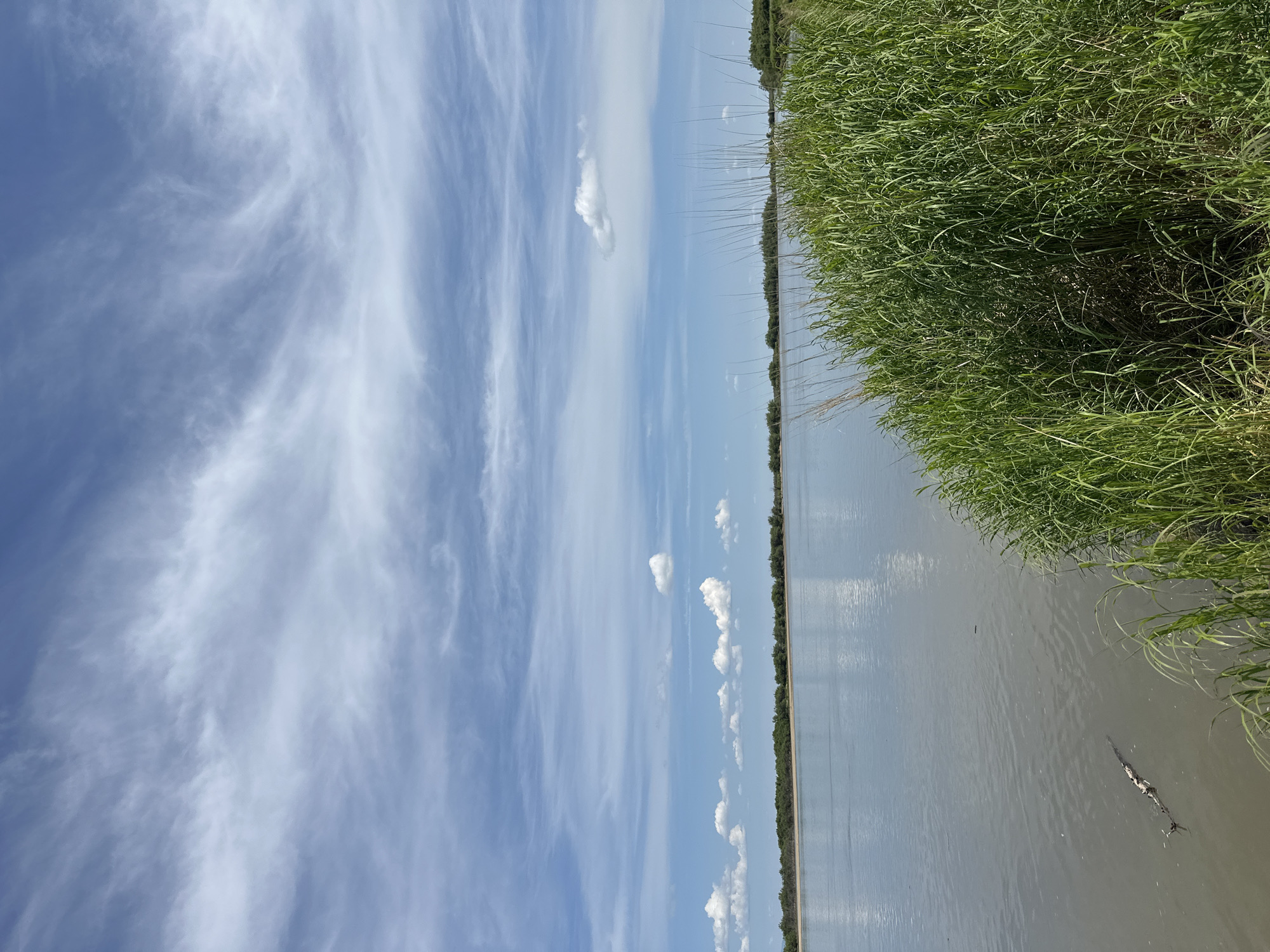 The image shows a wide, calm river with a shoreline covered in tall green grass. Across the river, a distant treeline is visible under a partly cloudy blue sky. A piece of driftwood floats in the water near the foreground. The scene depicts a natural environment. The location of Khabarovsk, Russia, is not indicated in the image.
