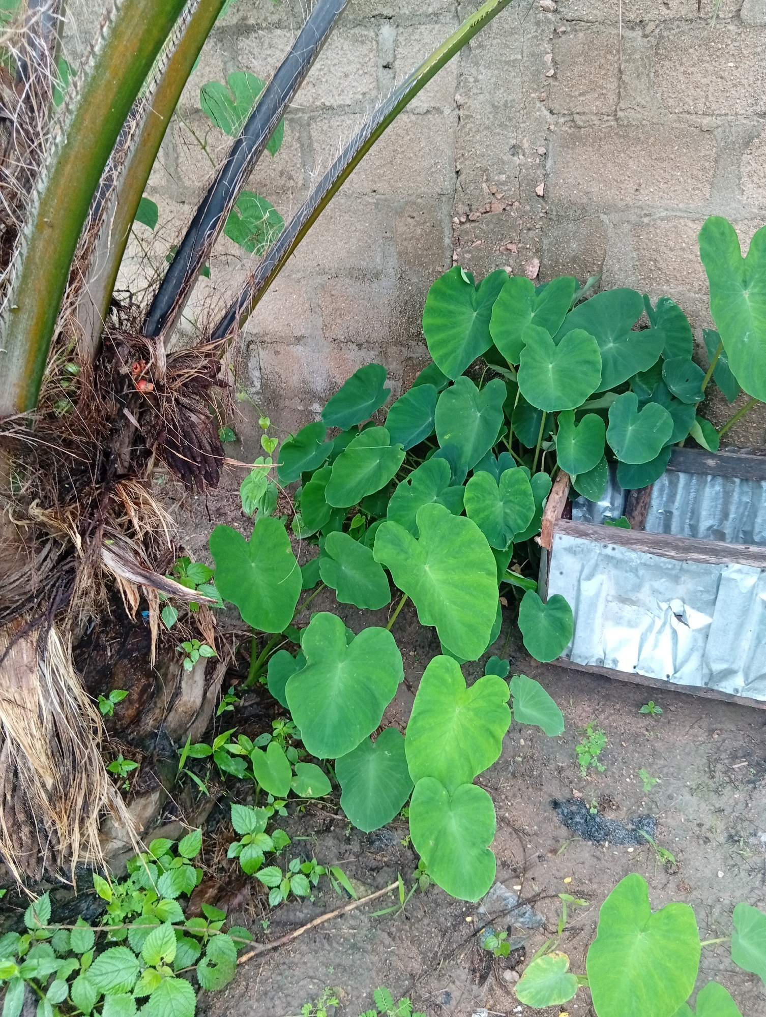 In the city of Jalingo, Nigeria, a cluster of large, heart-shaped green leaves from a taro plant (Colocasia esculenta) grows in front of a rough, concrete block wall. To the left of the taro plants, a thick, fibrous trunk of a palm tree is visible, with dried fronds and thin, dark pipes running along it. The ground is composed of dry, reddish-brown soil with scattered small green weeds. To the right of the taro plants, a rustic, rectangular planter box constructed from weathered wood and corrugated metal sheeting is partially visible. The scene is an outdoor, unpaved area, suggesting a garden or a less manicured yard. No people or animals are present in the image.