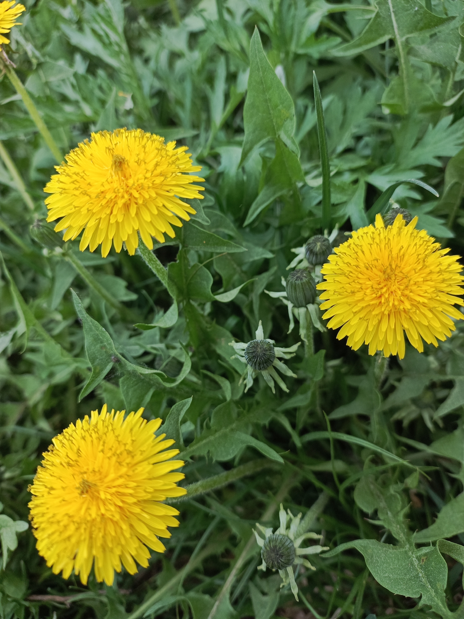 The image depicts a patch of dandelions in Chaikovsky, Russia. Three bright yellow dandelion flower heads are in full bloom, surrounded by green dandelion leaves and several closed seed heads. The plants are growing in what appears to be a grassy area. There are no people visible. The scene is close-up and focused on the dandelions.