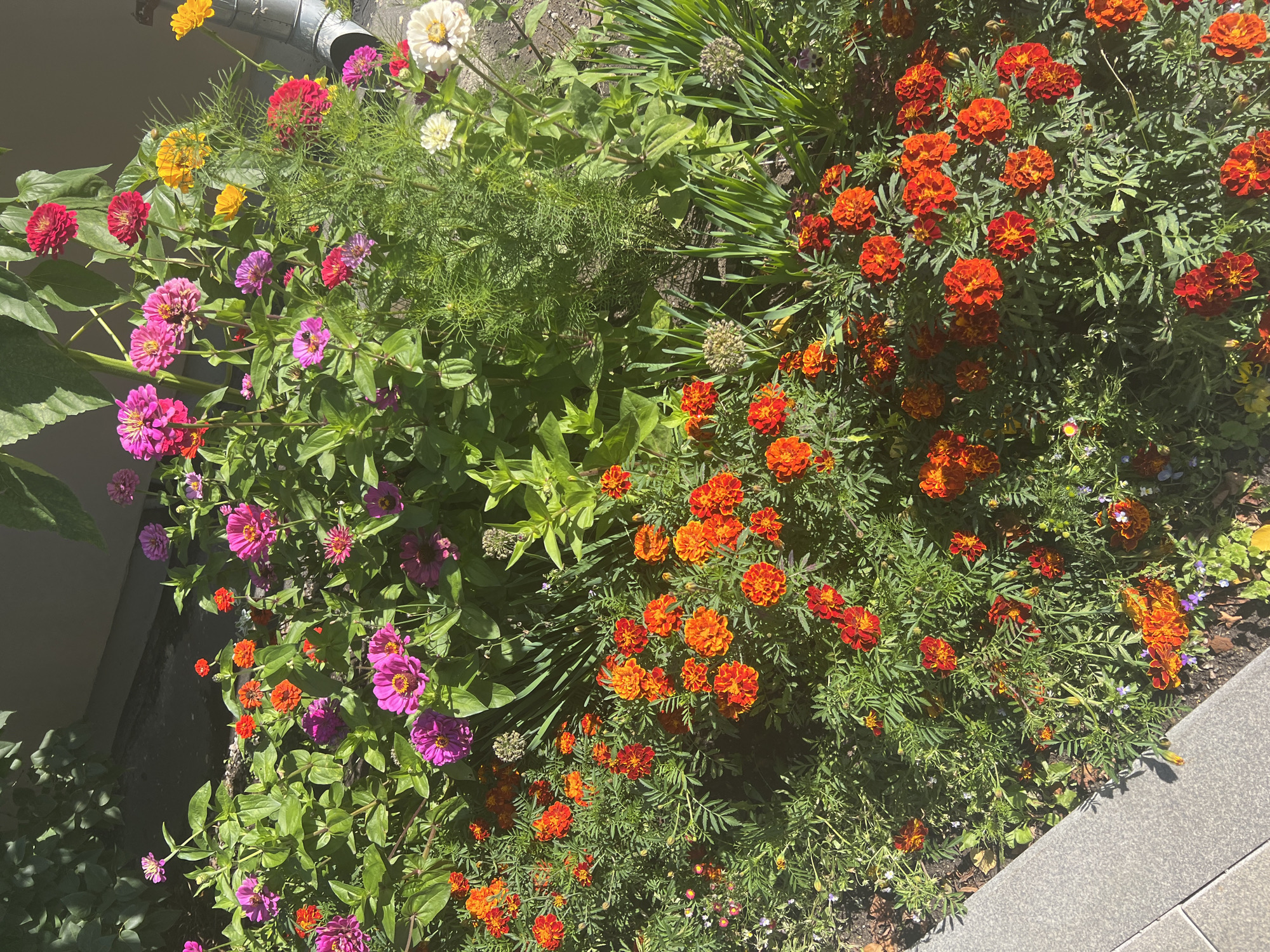 The image shows a close-up view of a flower bed filled with a variety of colorful zinnias and marigolds. The flowers are in bloom and are arranged in dense clusters. The zinnias are in shades of pink, purple, and red, while the marigolds are a vibrant orange and red. The background is out of focus, but appears to be a garden setting with green foliage and a grey wall. The lighting suggests it is daytime, likely sunny, casting shadows on some of the flowers and foliage. A grey paved area is visible in the lower left corner, with a slight upward angle. A metal pipe, possibly a downspout, is visible on the right side of the image.