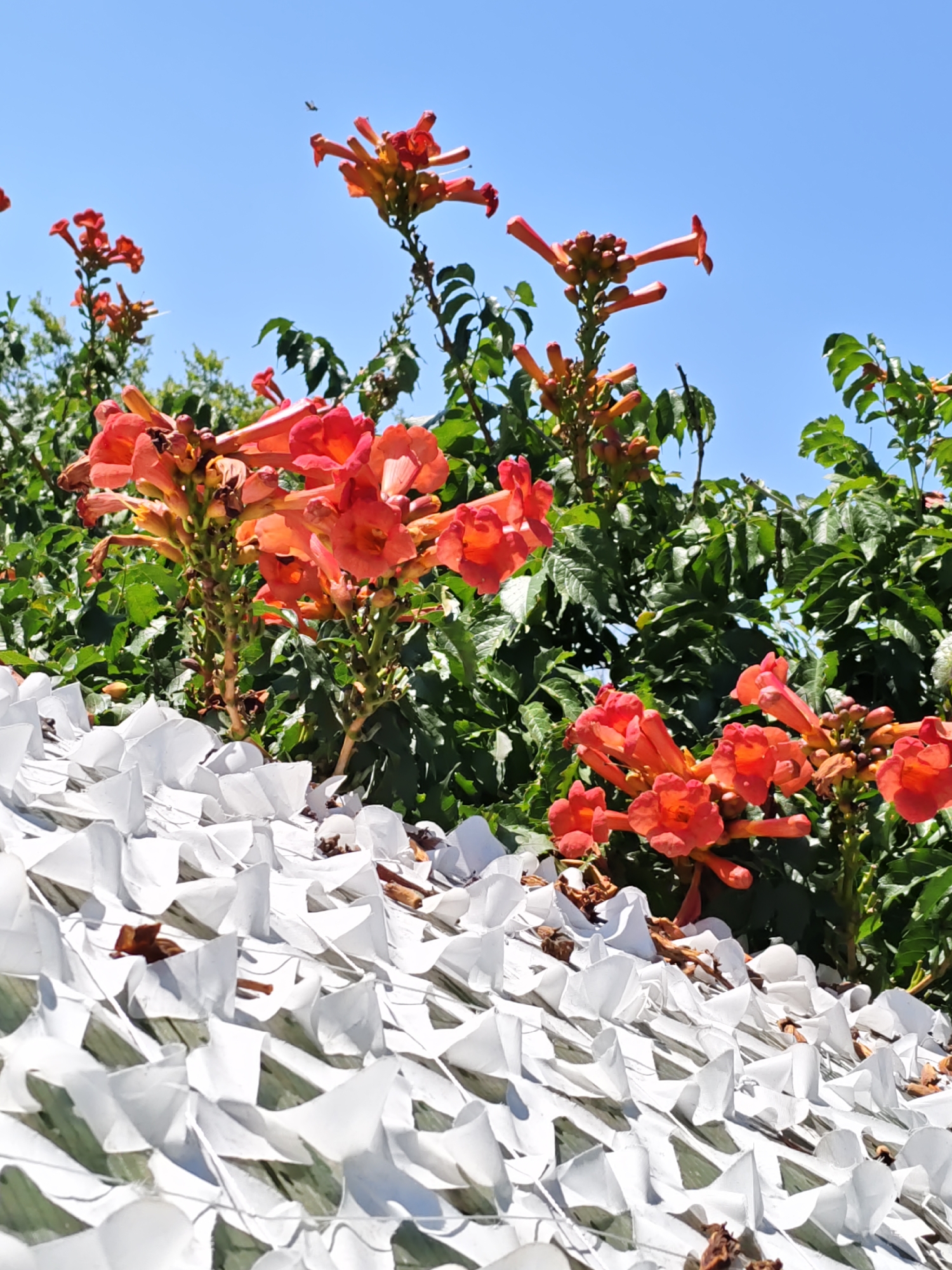 The image shows a close-up view of bright orange trumpet-shaped flowers against a backdrop of lush green foliage and a clear blue sky. In the foreground, a white, textured netting material is visible, casting shadows. A small dark object, possibly a bird, is in flight in the upper left portion of the sky. The overall scene depicts a sunny, outdoor environment with vibrant natural elements.
