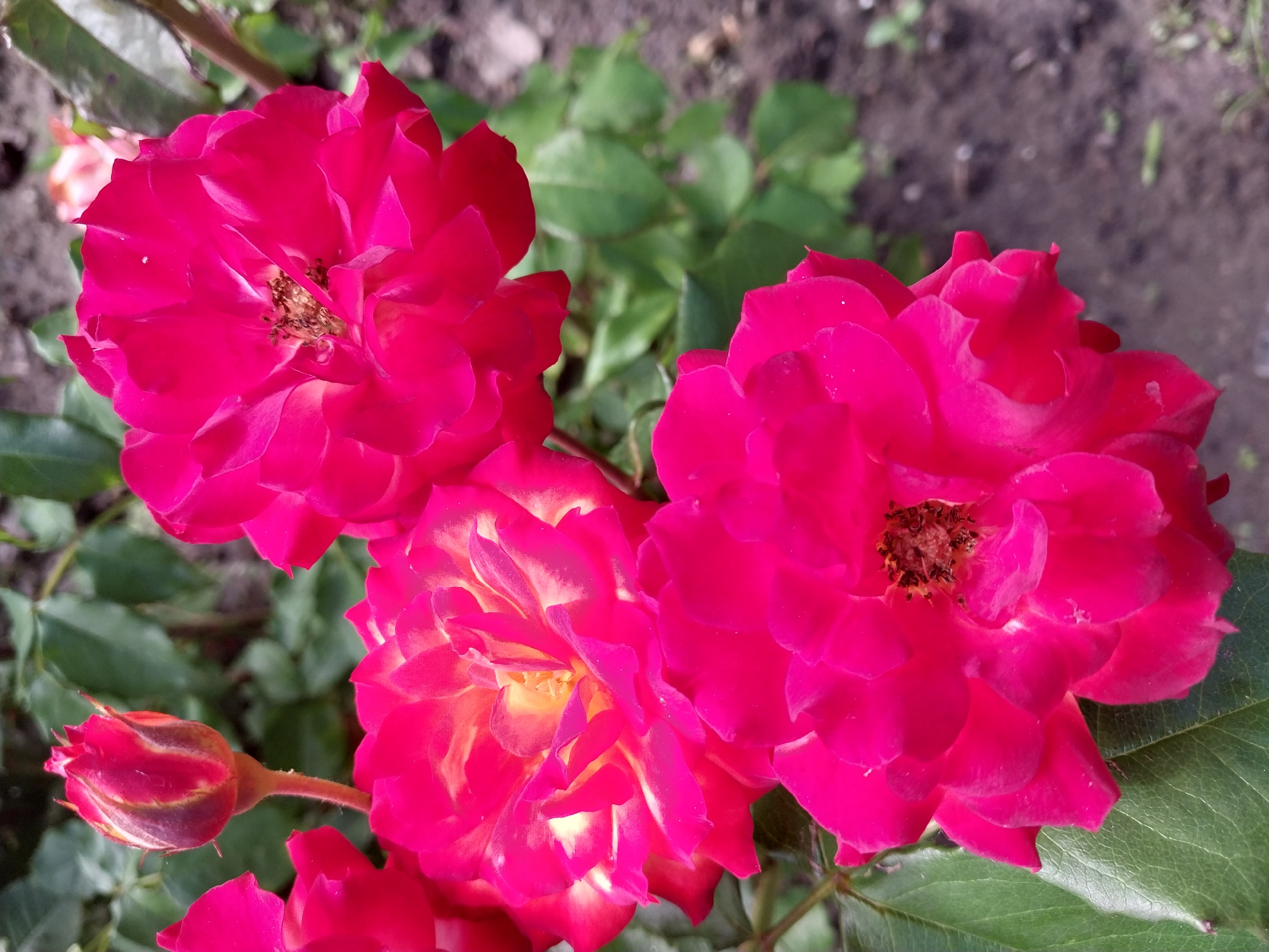 A close-up, slightly overhead shot captures a cluster of three bright pink roses in bloom, with a single rosebud to the left. The rose at the bottom left is fully open, showcasing its layered petals and dark brown center. To its right and slightly above, another rose is also fully bloomed, with lighter yellow and white hues mixed with the pink in its inner petals. The third rose, at the top right, is the largest and most prominent, with vibrant pink petals and a visible dark center. A single rosebud, partially open and showing streaks of lighter color, sits to the upper left of the frame. The roses are surrounded by green leaves and set against a blurred background of more foliage and dark soil. The scene appears to be an outdoor garden, possibly in the city of Dnipro, Ukraine, given the visual context.