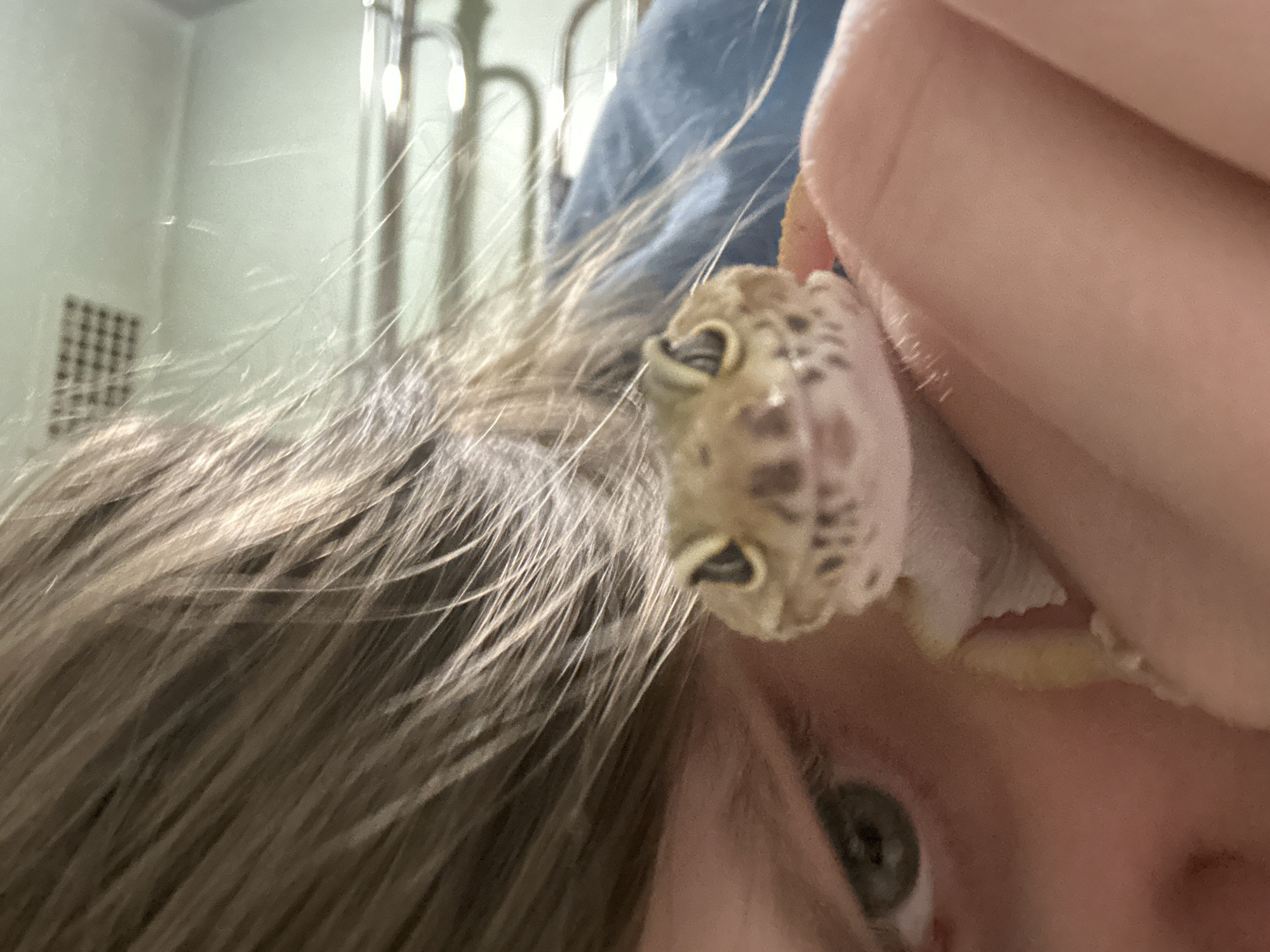 The image presents a close-up scene located in Moscow, Russia, depicting a human interacting with an animal in an indoor environment. A light-colored leopard gecko (*Eublepharis macularius*) is positioned centrally, facing directly towards the viewer. Its head exhibits a distinct pattern of dark spots against a lighter, yellowish-tan skin tone. The gecko's dark, circular eyes are prominent, and its mouth appears slightly upturned.
The gecko is held by a human hand, with segments of light-toned fingers visible in the lower right portion of the frame. To the left, a portion of the human subject's face is visible, specifically a left eye with a green iris and surrounding skin. Long, light brown hair, appearing slightly disheveled, extends across the upper left and central portions of the image, partially obscuring the human's face and forming a backdrop for the gecko.
The background is blurred and suggests an interior setting. On the upper right, a section of light blue fabric, likely clothing, is visible. Above this, a light-colored wall or ceiling is present, with a faint, dark square grid pattern (possibly a vent) discernible in the upper right quadrant. Further to the right, a blurred metallic, tubular structure, possibly part of furniture such as a bed frame or shelving, is also visible.