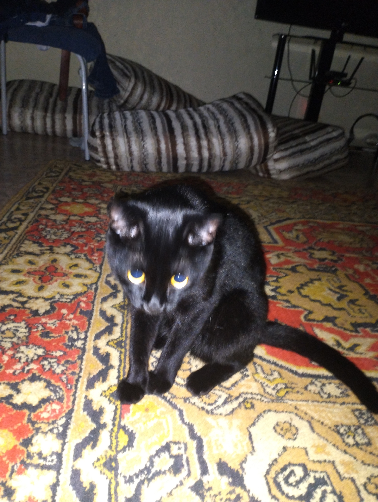 A black cat with yellow eyes is sitting on a rug with a floral pattern. The cat is facing the camera and appears to be looking at something off-camera. In the background, there are several striped cushions and a black TV on a stand. The scene is indoors, likely in a residential setting. The location is not specified as Semey, Kazakhstan.