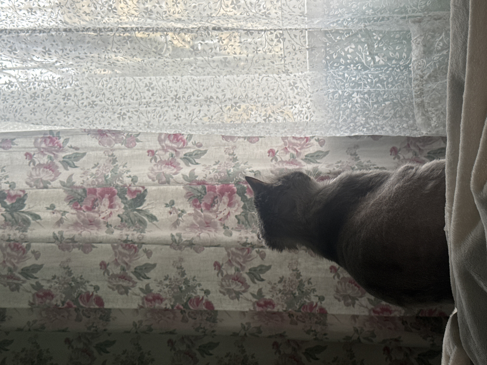 A partially visible, gray cat is perched on a multi-tiered, floral patterned Roman shade that is illuminated by light filtering through a sheer, lacy, floral patterned curtain above the shade. A cream-colored curtain hangs to the right of the cat and shade. The location is not discernible.