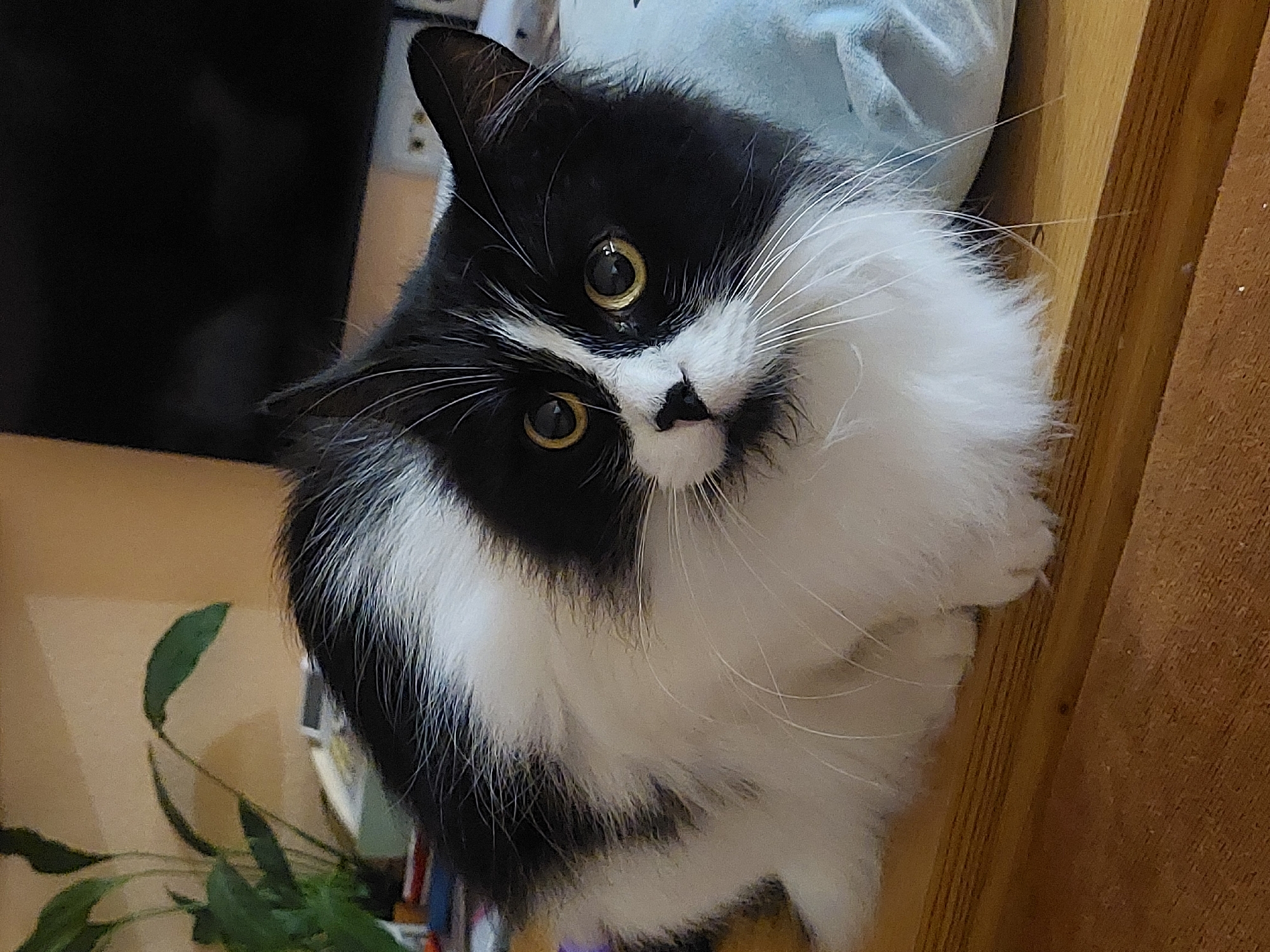 A black and white long-haired cat is the central subject of this indoor portrait, captured in Plovdiv, Bulgaria. The cat has a striking appearance with predominantly white fur on its chest, chin, and cheeks, contrasted by a black "mask" around its expressive, golden-yellow eyes. Its nose is small and black, and it has an abundance of long, white whiskers fanning out from its face. The cat's ears are black and pointed, slightly tilted.
The cat is looking directly at the viewer with an alert and curious expression, its head slightly angled. Its fluffy white fur suggests a medium to long-haired breed.
The background elements indicate a home setting. To the left and upper part of the image, a dark, rectangular object, possibly a television screen or dark furniture, is partially visible. Below it, a potted plant with large, green leaves adds a touch of nature to the scene. To the right and behind the cat's head, a light blue, soft fabric object, possibly a blanket or cushion, is present. A warm-toned wooden surface, resembling a wall panel or piece of furniture, runs along the right side of the frame. The lighting appears soft, consistent with an indoor environment. There is no visible text in the image.