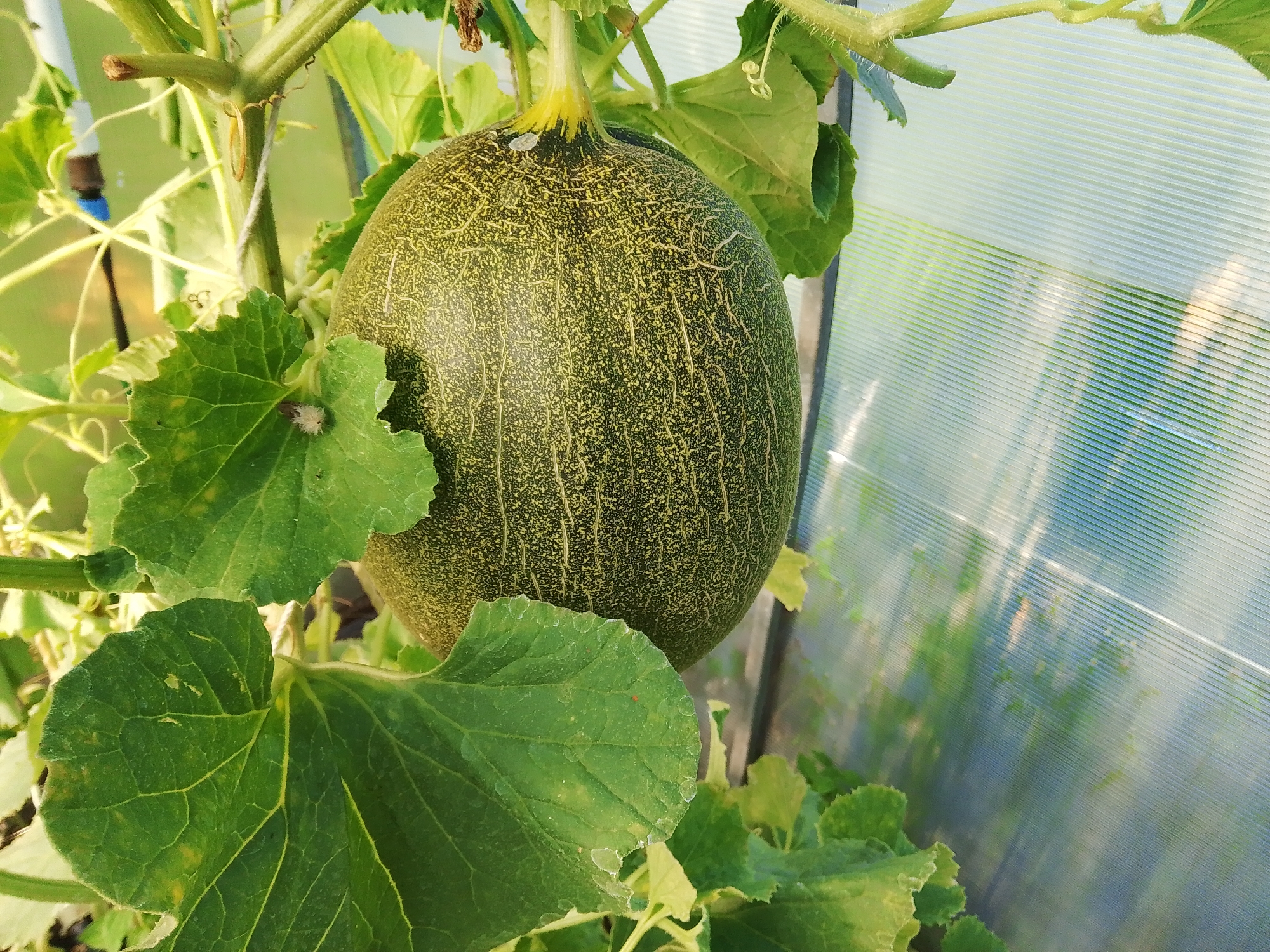 The image shows a close-up view of a melon growing on a vine inside a greenhouse. The melon is oval-shaped and has a dark green rind with lighter yellow netting. Several large, green leaves surround the melon, and the vine itself is visible, with some tendrils and fuzzy hairs. In the background, the translucent, corrugated plastic walls of the greenhouse are visible, allowing light to filter through and creating a blurred view of greenery outside. A small white object, possibly an insect or a piece of debris, is visible on one of the leaves in the foreground. The image does not contain any people or specific urban features that would indicate a location in Kovrov, Russia.