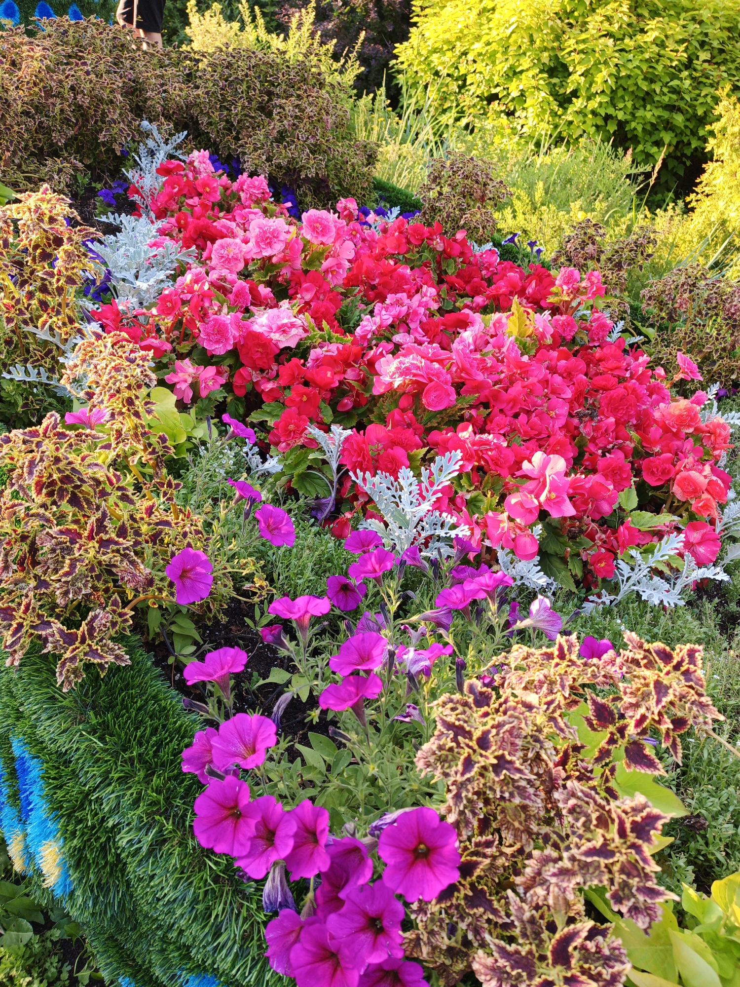 The image depicts a vibrantly colored flower bed with a variety of blooming plants. In the foreground, several purple petunias are in full bloom, their trumpet-shaped flowers a striking contrast to the surrounding greenery. Behind them, a dense mass of pink and red begonias creates a rich tapestry of color. Interspersed among the flowers are decorative plants with intricate, multi-colored foliage, adding texture and depth to the arrangement. The background is filled with lush green foliage, suggesting a garden or park setting. The lighting indicates it is likely daytime, with sunlight illuminating the flowers and casting soft shadows. No specific location in Yaroslavl, Russia is identifiable from the image. There are no visible people or actions taking place.