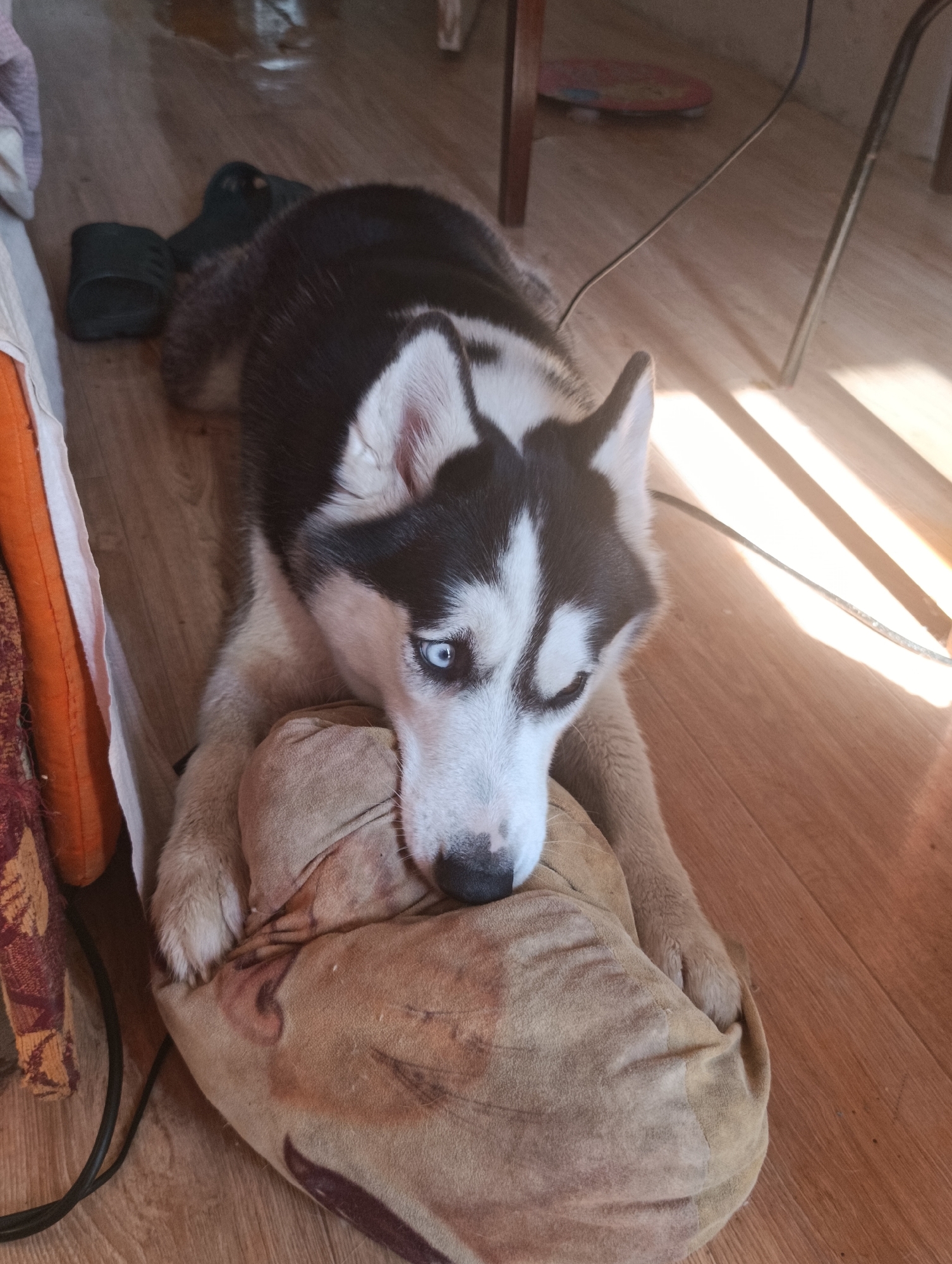A husky dog with striking blue eyes rests on a beige pillow with a faded pattern. The dog is lying down, with its head resting on the pillow and its front paws partially covering it. The dog's fur is black and white, and its ears are perked up. The background consists of a wooden floor, and a sliver of a white and orange patterned fabric is visible to the left of the dog. The scene is illuminated by sunlight, casting shadows on the floor. A dark-colored sandal is visible on the floor to the left of the dog.