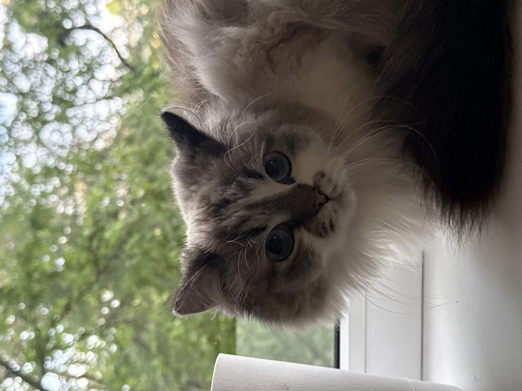 A long-haired cat with gray and white fur is looking down at the camera from a high vantage point. The cat has blue eyes and a dark gray nose. In the background, there is a blurry image of green trees. The cat is situated indoors near a white window frame. There is no visual indication that the location is in Rostov-on-Don, Russia.