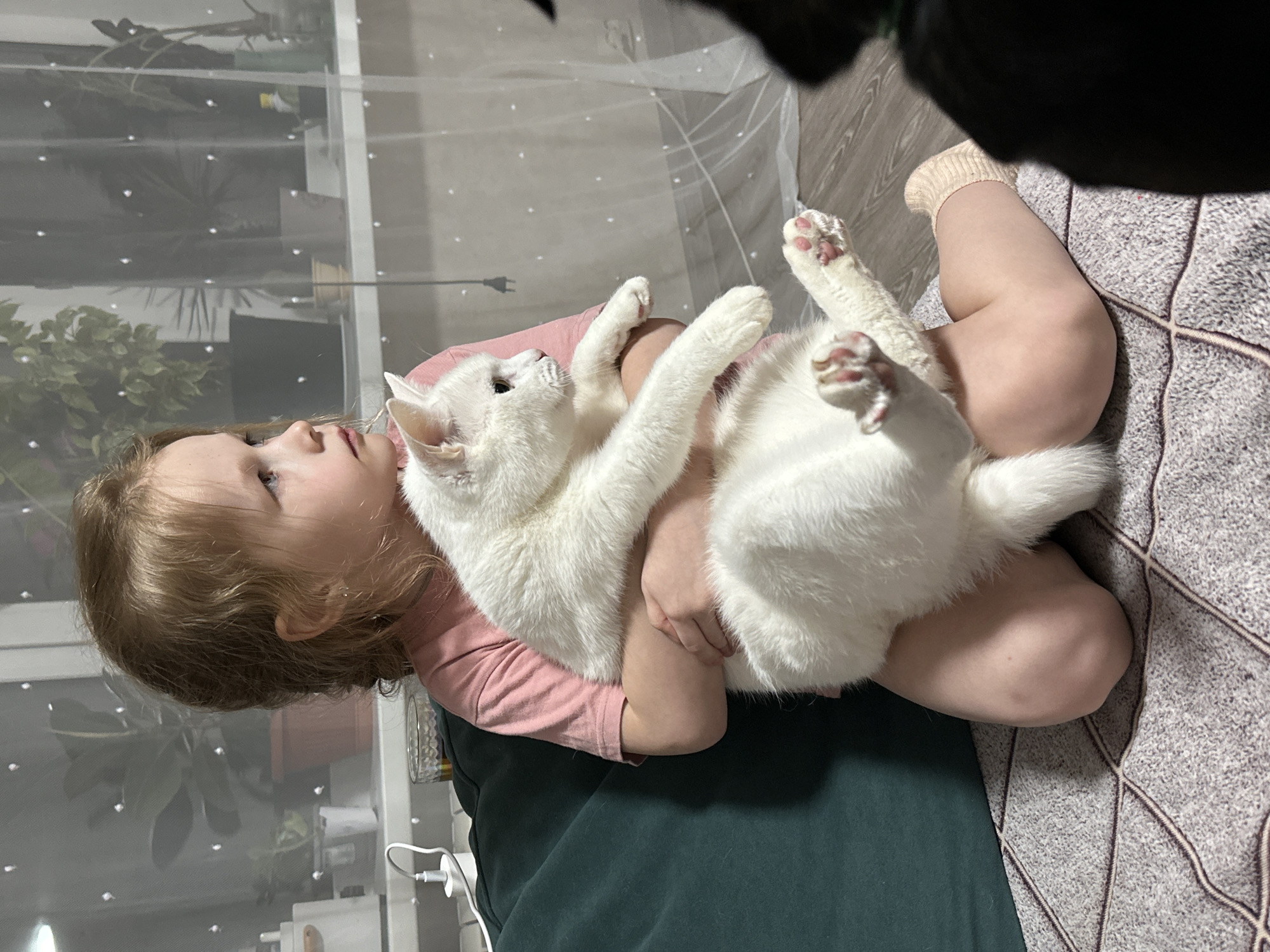 A young girl with fair skin and light brown hair is holding a large, white cat in her arms, lying on what appears to be a bed. The girl is wearing a pink shirt, and the cat has its paws extended upwards. The bed is covered with a gray patterned blanket. A portion of another person is visible in the upper right corner, partially obscuring the view. In the background, there is a window covered with a sheer curtain, behind which plants are visible. An electrical outlet and charger are visible near the bottom left corner. The location is Chaikovsky, Russia.