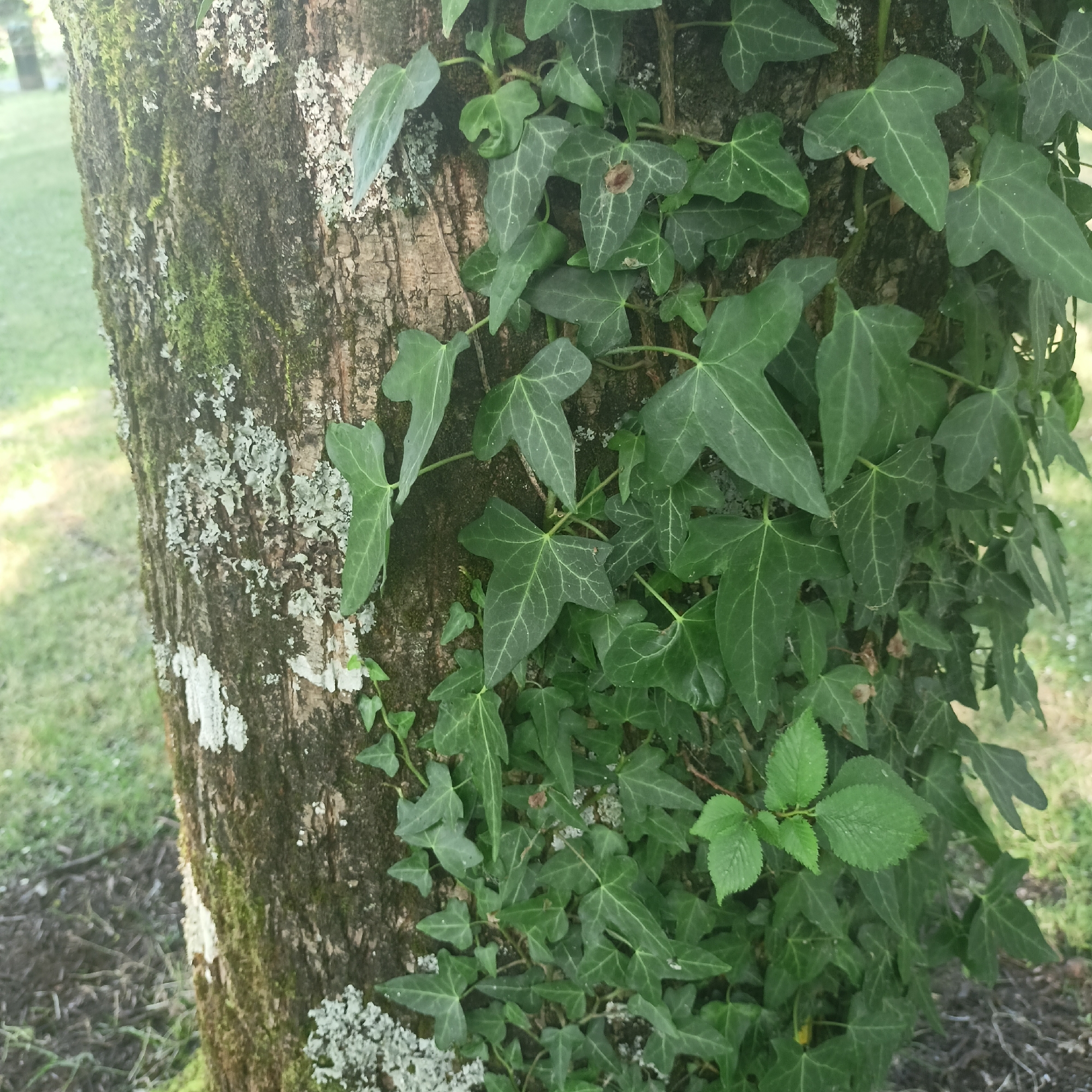 The image shows a close-up view of a tree trunk partially covered with ivy and lichen. The tree bark is rough and textured, with patches of green moss and greyish-white lichen. The ivy leaves are dark green and have a distinctive lobed shape. Some of the ivy leaves show evidence of damage, such as brown spots. In the background, out of focus, is a grassy area and some darker ground cover, possibly mulch or soil. The lighting suggests it is daytime, likely overcast or in shade, as there are no harsh shadows. The scene appears to be in an outdoor setting, possibly a park or garden. The image does not contain any people or visible actions. The location, The Municipal District of Adare — Rathkeale, Ireland, is a rural area known for its natural beauty and historical sites. This image aligns with such an environment, showcasing natural elements like trees, plants, and lichen.