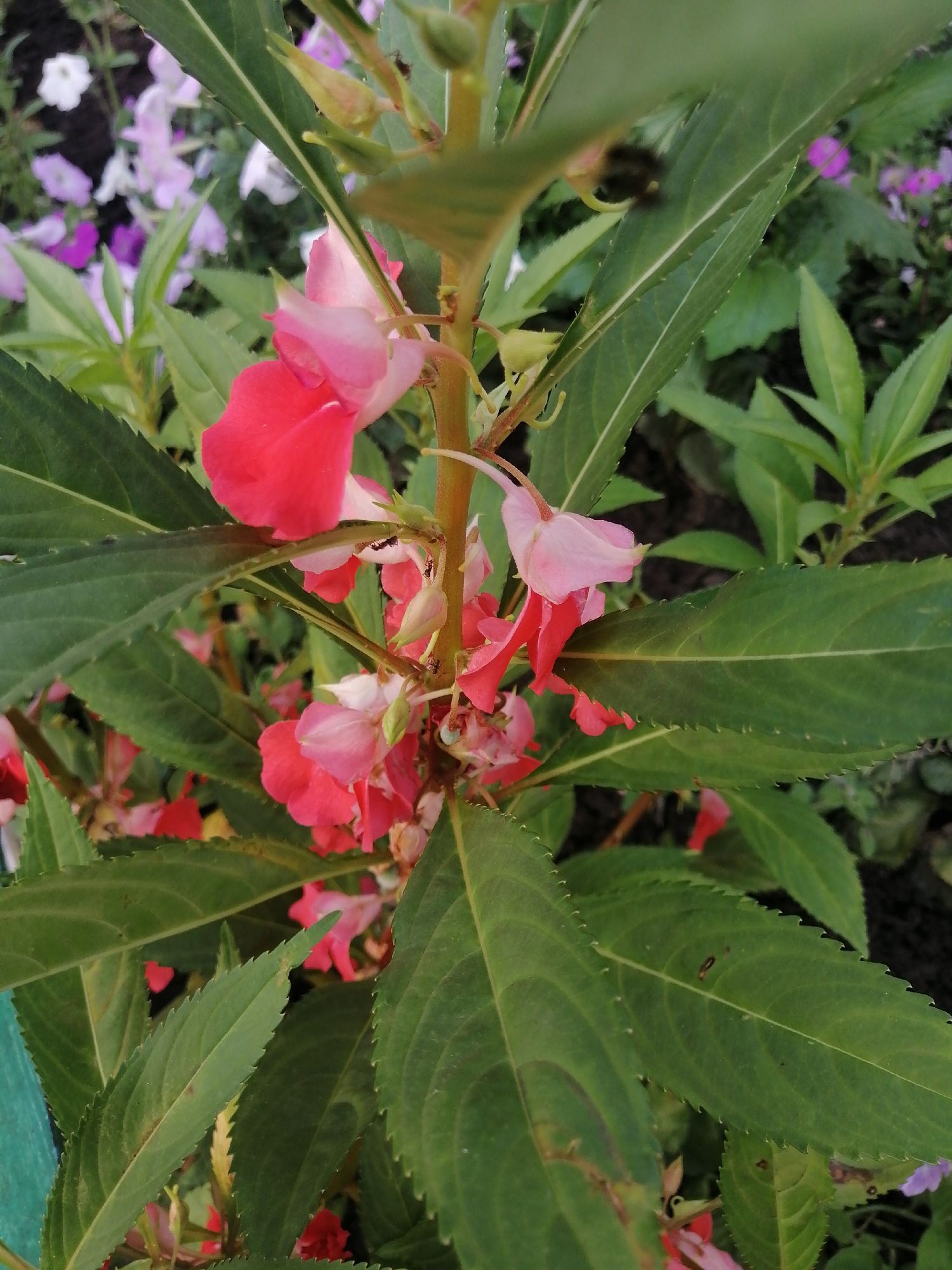 The image shows a close-up view of Impatiens walleriana flowers in shades of pink and red, with dark green serrated leaves. Several small black ants are visible on the stem and flowers. The background is blurred, showing more flowers in similar colors and some greenery, suggesting a garden setting. The image appears to have been taken outdoors during daylight. There is no indication of the specific location within Kremenchuk, Ukraine.