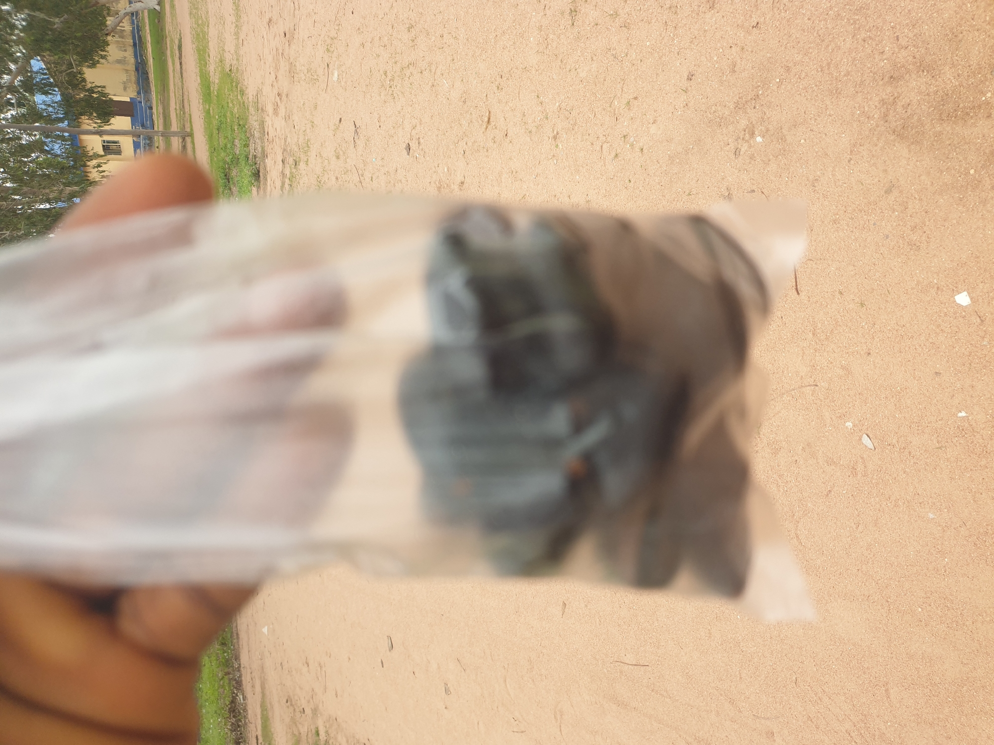 A person's hand, holding a clear plastic bag filled with dark, indistinct objects, is in the foreground of the image. The bag is blurred, as are the objects within it, making precise identification impossible. The background consists of a sandy ground with scattered blades of grass and some small white debris. To the left, a building with a pale yellow facade and blue accents is visible, partially obscured by trees with green foliage. The lighting suggests it is daytime, and the overall scene appears to be outdoors in a somewhat unkempt area. No text is visible in the image.