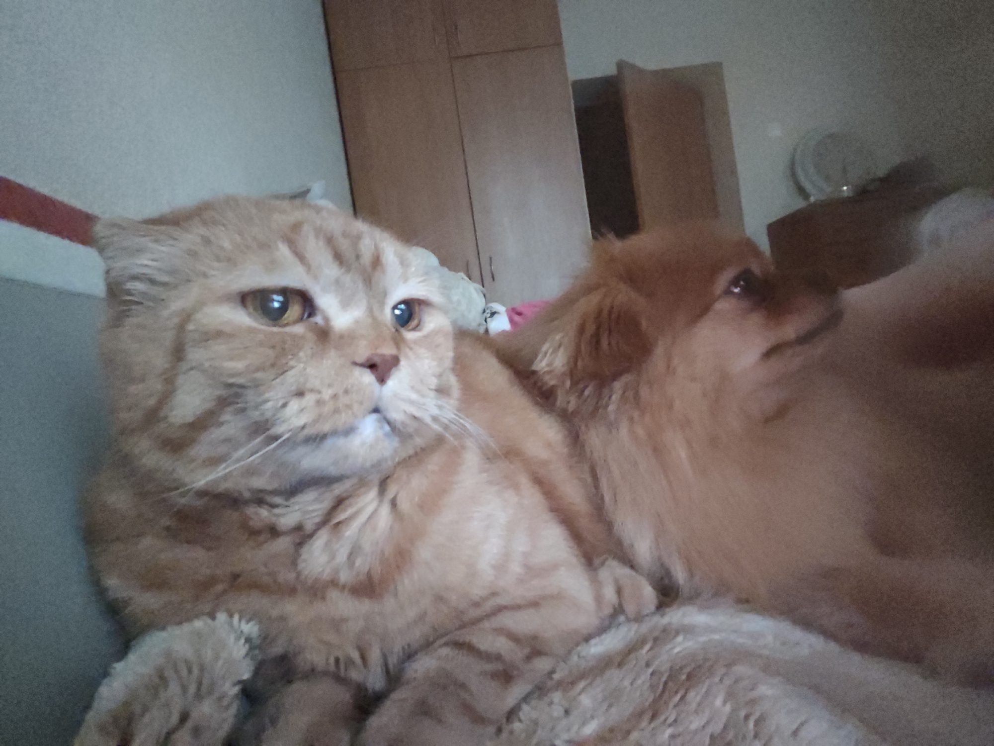 The image shows two pets, a ginger cat and a smaller, lighter-colored dog, lying together on a soft, light-colored surface that appears to be a bed or sofa. The cat is in the foreground, facing left, with its head slightly tilted upwards. The dog is behind and to the right of the cat, with its head also turned to the left. The environment appears to be indoors, with wooden furniture, possibly cabinets, visible in the background. There is no indication of the city of Kremenchuk, Ukraine, or any specific location. The lighting is dim, suggesting it may be a low-light indoor setting.