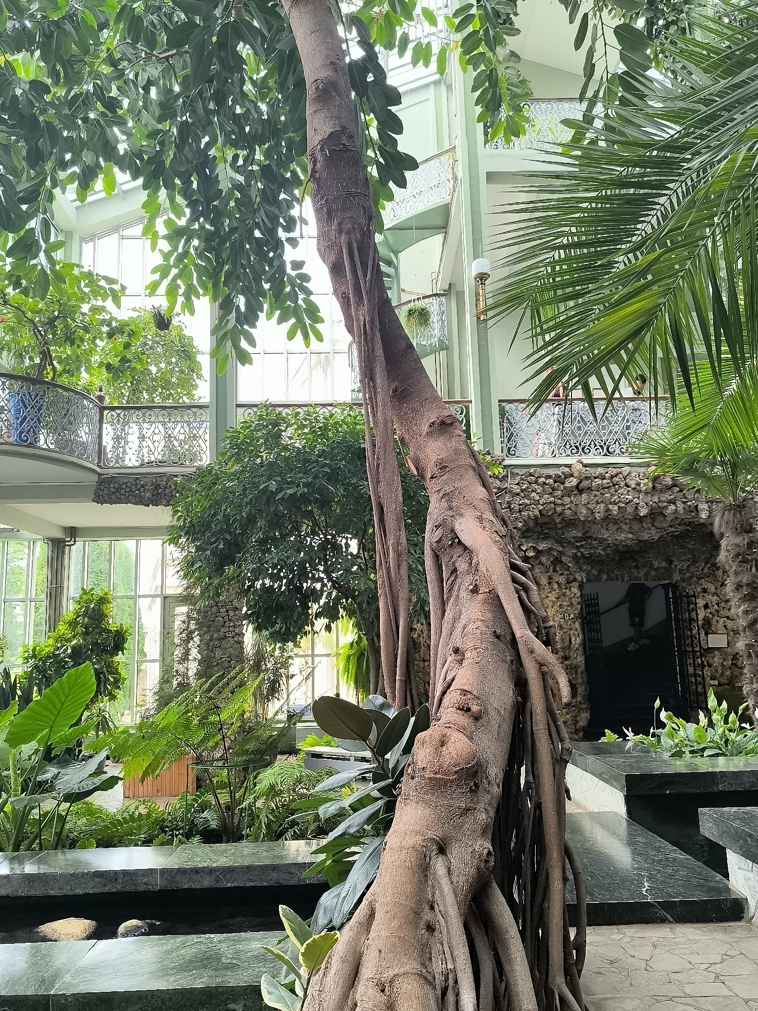 This is a photograph taken inside a botanical garden in Kretinga, Lithuania. The image features a large tree with exposed, prominent roots in the foreground, dominating the right side of the frame. Behind the tree, a multi-level structure with light green walls and ornate white railings is visible through a lush collection of diverse plants, including large-leafed plants and ferns. The structure appears to be a building with large windows, suggesting an indoor botanical exhibit. On the left side, a body of dark water with two light-colored objects on its surface is partially visible. The overall environment is a vibrant and dense indoor garden setting.