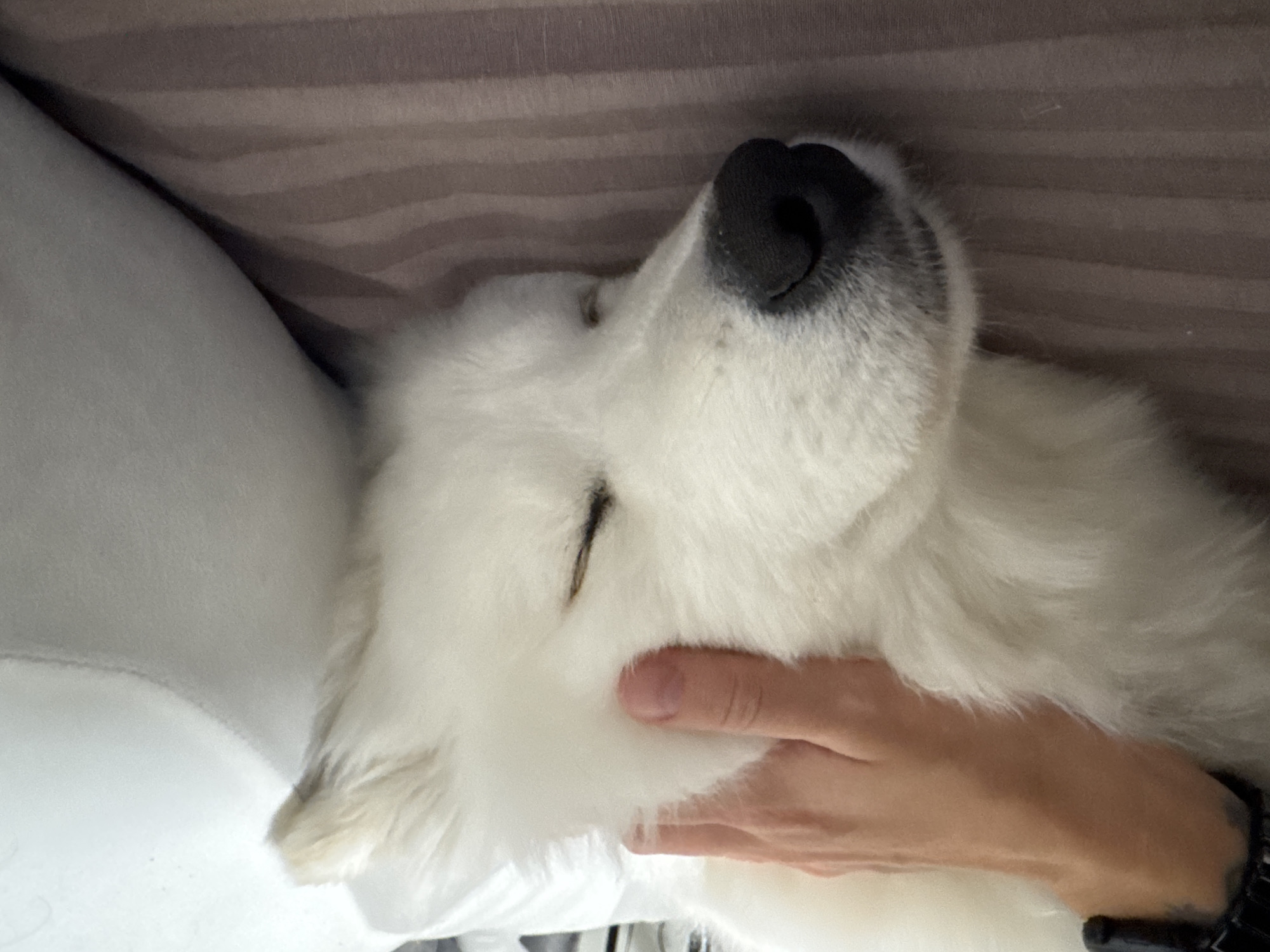 A white, long-haired dog with a black nose is sleeping on a white pillow and brown striped surface. A human hand is gently placed on the dog's neck. The setting appears to be indoors. There is no information to specify that the location is Chaikovsky, Russia.