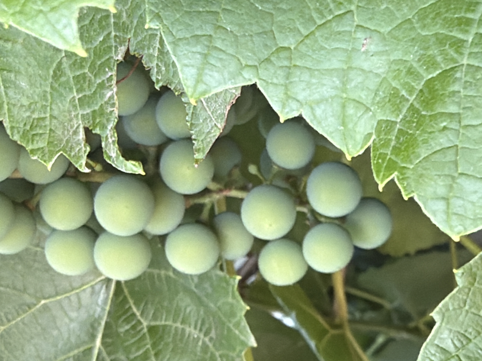 This is a close-up, vertical, outdoor, nature photograph taken in the city of Orenburg, Russia. The image features a cluster of unripe, green grapes hanging from a vine. The grapes are round and have a soft, powdery bloom on their surface. They are tightly packed together, with some grapes obscuring others. Large, green grape leaves surround the cluster, some in sharp focus and others blurred. The leaves have prominent veins and a slightly serrated edge. The lighting suggests a bright, natural daylight setting. No people or man-made objects are visible.