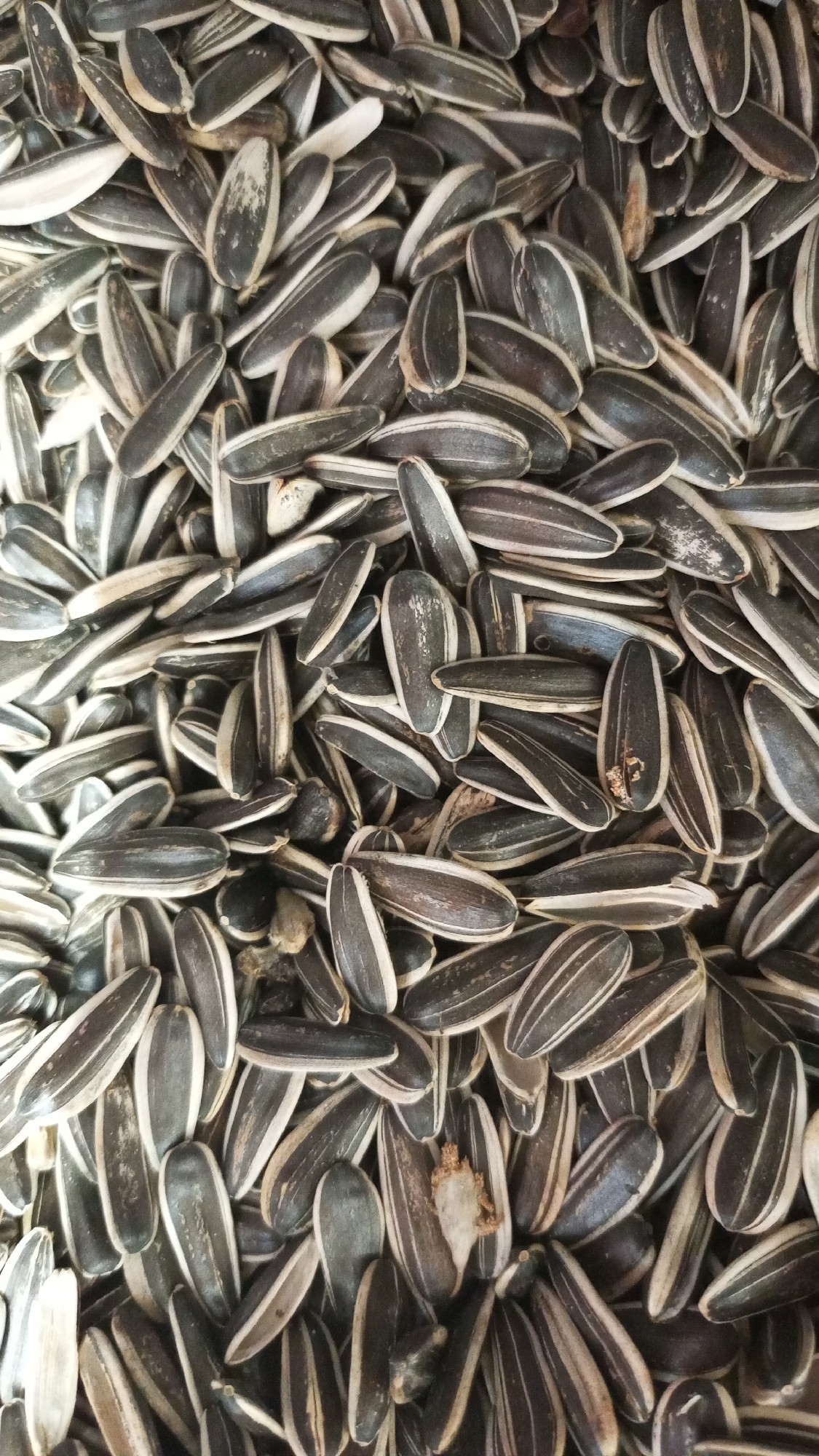 The image shows a close-up, high-angle view of a pile of sunflower seeds. The seeds are predominantly black with white stripes. Some seeds have minor surface imperfections. The seeds are densely packed, obscuring any underlying surface. The location of the scene is Юдино, Russia.