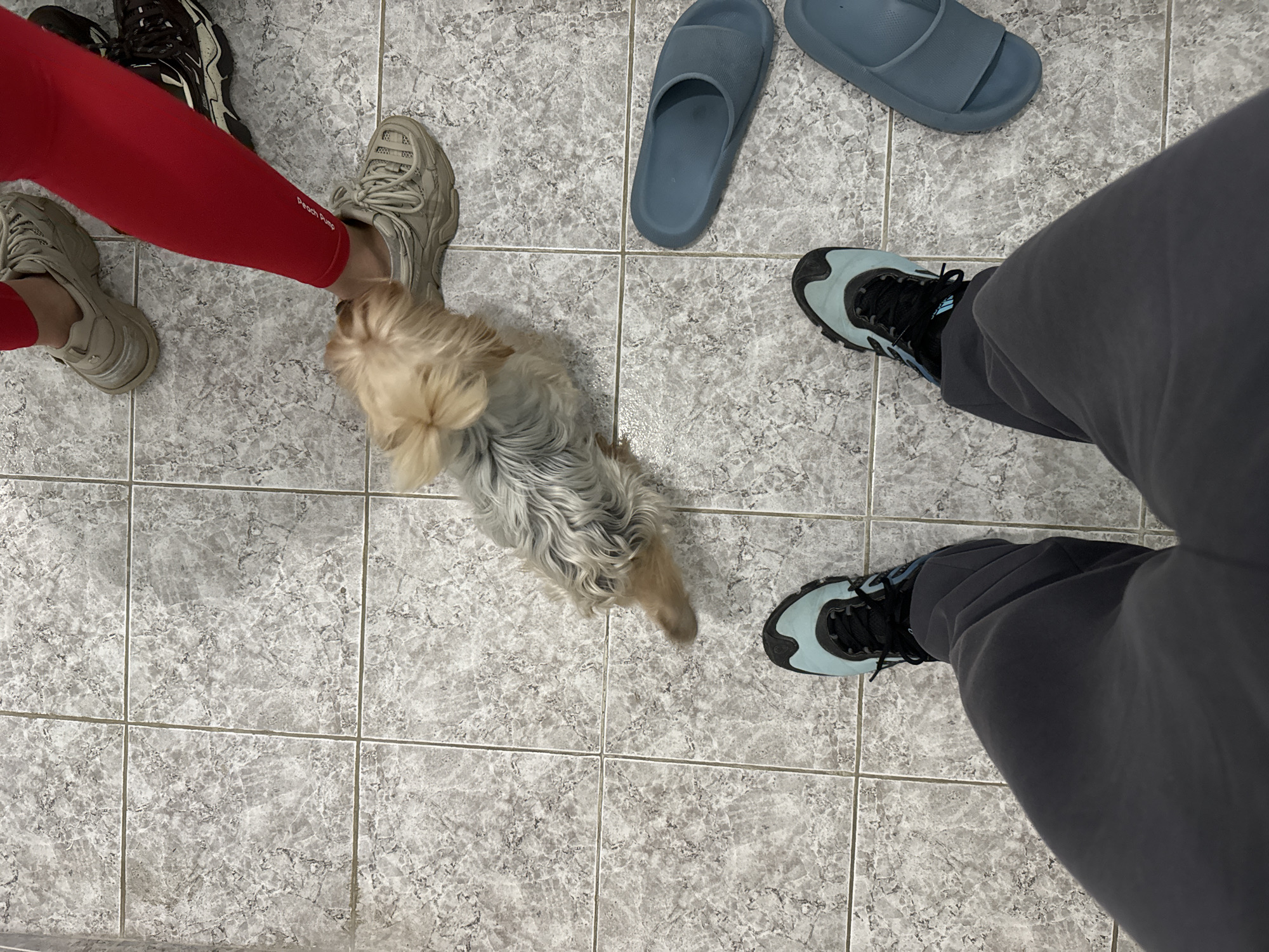 The scene, located in Varna, Bulgaria, depicts an indoor environment with a light grey, marbled tiled floor composed of square tiles. A small, long-haired dog, with light brown and grey fur, is positioned centrally, directing its head towards and potentially licking or sniffing the left ankle of an individual. This individual wears red athletic leggings and light beige chunky athletic shoes. The lower torso and legs of a second individual are visible in the foreground, wearing dark grey pants and teal and black athletic shoes. A pair of dark brown and white athletic shoes and two light blue slip-on sandals are also present on the tiled surface.