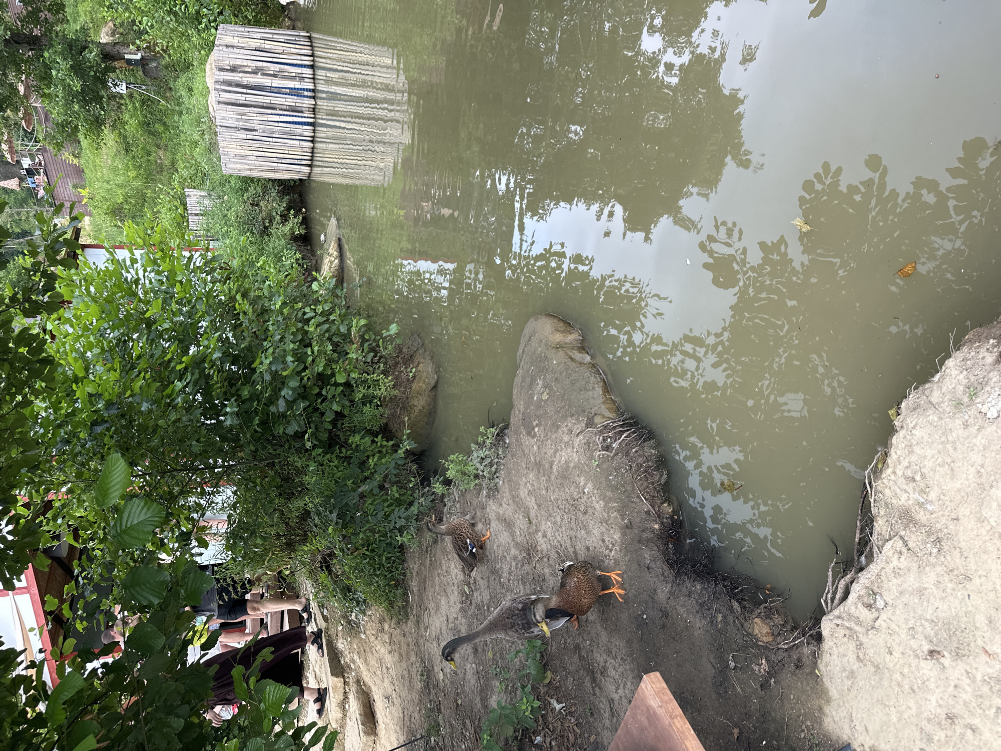 The image depicts a section of a pond or slow-moving body of water adjacent to a sandy bank in Nizhnyaya Shilovka, Russia. Three ducks are present on the bank: two on the edge of the water and one further up the bank. The duck closer to the water is predominantly brown with orange legs and feet, while the duck further up the bank is larger, gray, and also has orange legs. Another brown duck stands between them, facing towards the water.

Behind the bank, lush green vegetation, including trees and bushes, dominates the scene. A wooden structure, appearing to be a section of a building with a red roof, is partially visible through the foliage on the left. Several people are seen walking on a path or stairs leading towards this structure. Some are dressed casually, wearing shorts, t-shirts, and sandals.

In the water, a cylindrical bamboo structure, likely a decorative element or part of the pond's infrastructure, stands partially submerged. Reflections of trees and the sky are visible on the murky water's surface. The overall environment suggests a natural or semi-natural recreational area with elements of human presence.