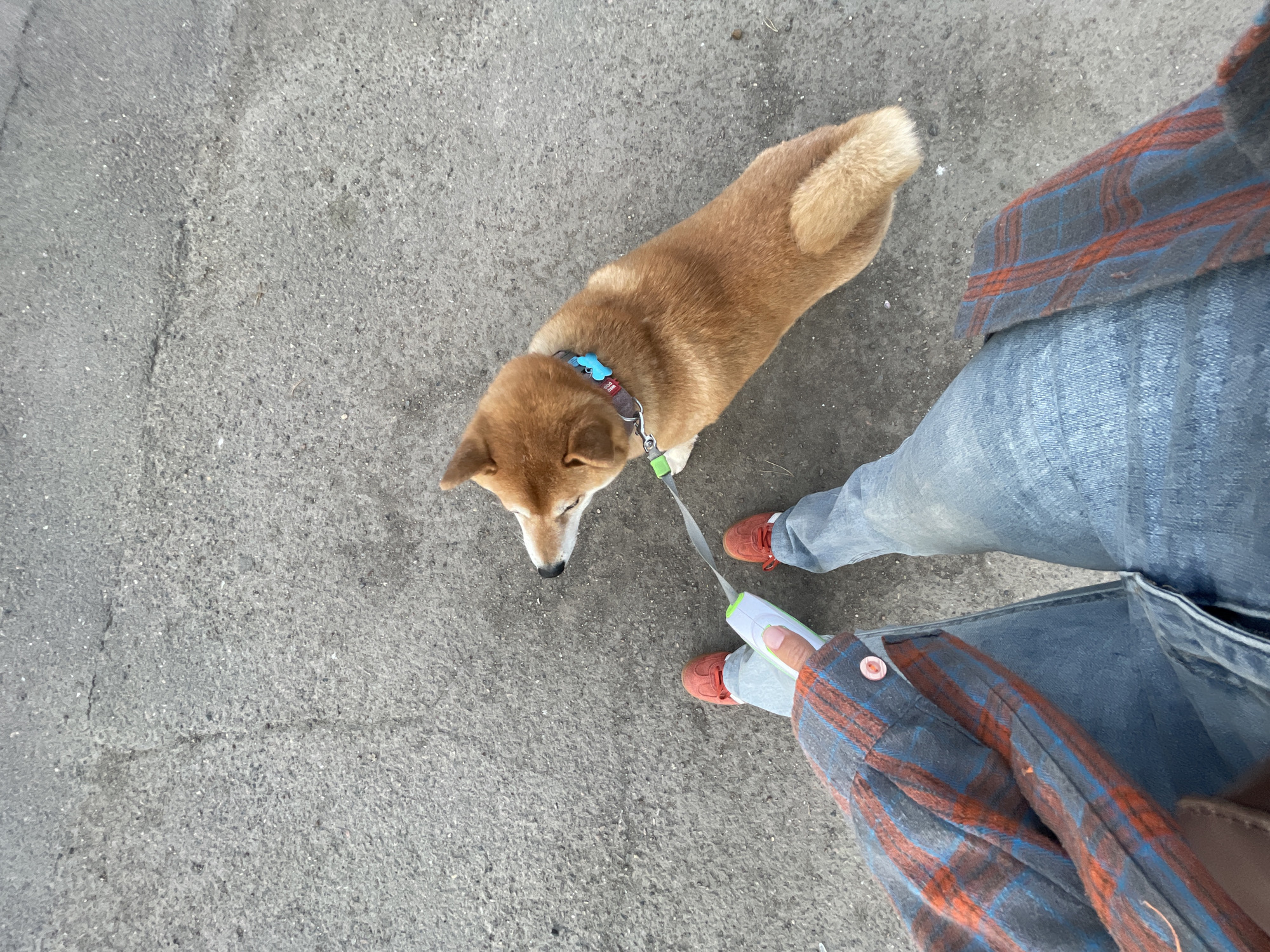 An overhead shot captures a person walking a light brown dog on asphalt pavement in Zheleznogorsk, Russia. The outdoor scene appears to be taking place during the daytime, likely under an overcast sky given the soft, diffused lighting.
In the upper left of the frame, a dog, possibly a Shiba Inu, stands on a leash, looking downwards as if sniffing or focusing on something on the ground. The dog wears a grey collar adorned with a light blue, butterfly-shaped tag, and a small red tag that partially displays the text "DOG me!". A bright green leash with a white and grey handle is held by the person walking the dog.
The person's legs and lower torso are visible from the high-angle perspective. They are wearing light blue jeans, red sneakers, and a plaid shirt featuring blue, orange, and grey patterns. A small pink button is visible on the sleeve of the plaid shirt. The ground beneath them is dark grey asphalt, showing visible cracks and granular texture. The image captures a routine moment of a pet owner walking their dog.