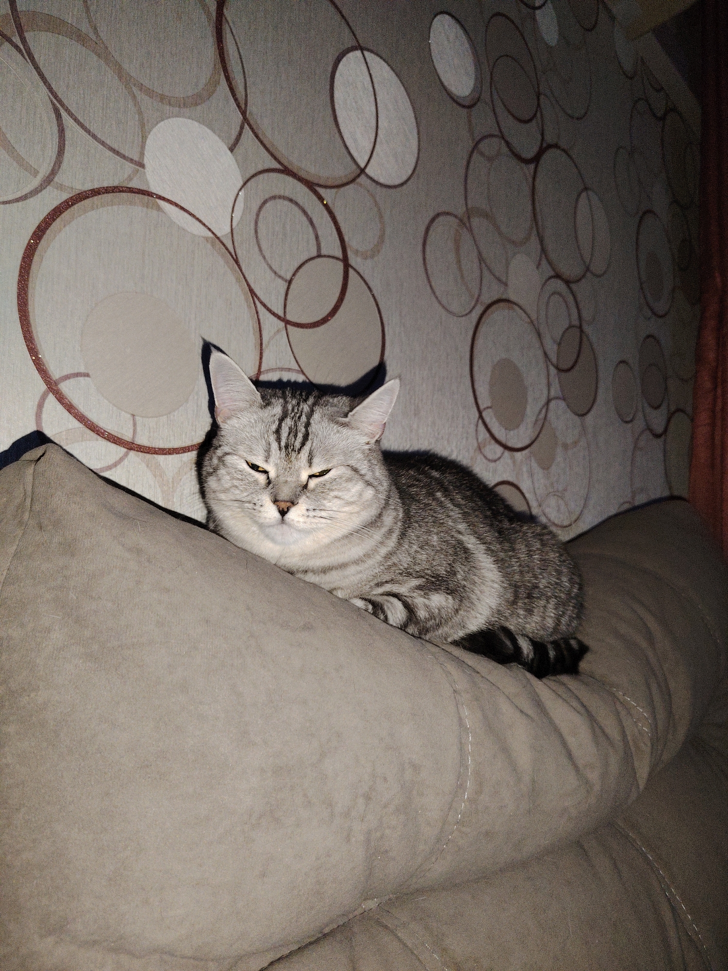 A silver tabby cat is resting on a tan cushion. The cat's eyes are partially closed, and it has a striped coat. The background features a wall with a circular pattern in shades of tan and brown. A brown curtain is visible to the right. The location is an indoor space within a dwelling in a city of Unknown, Unknown.