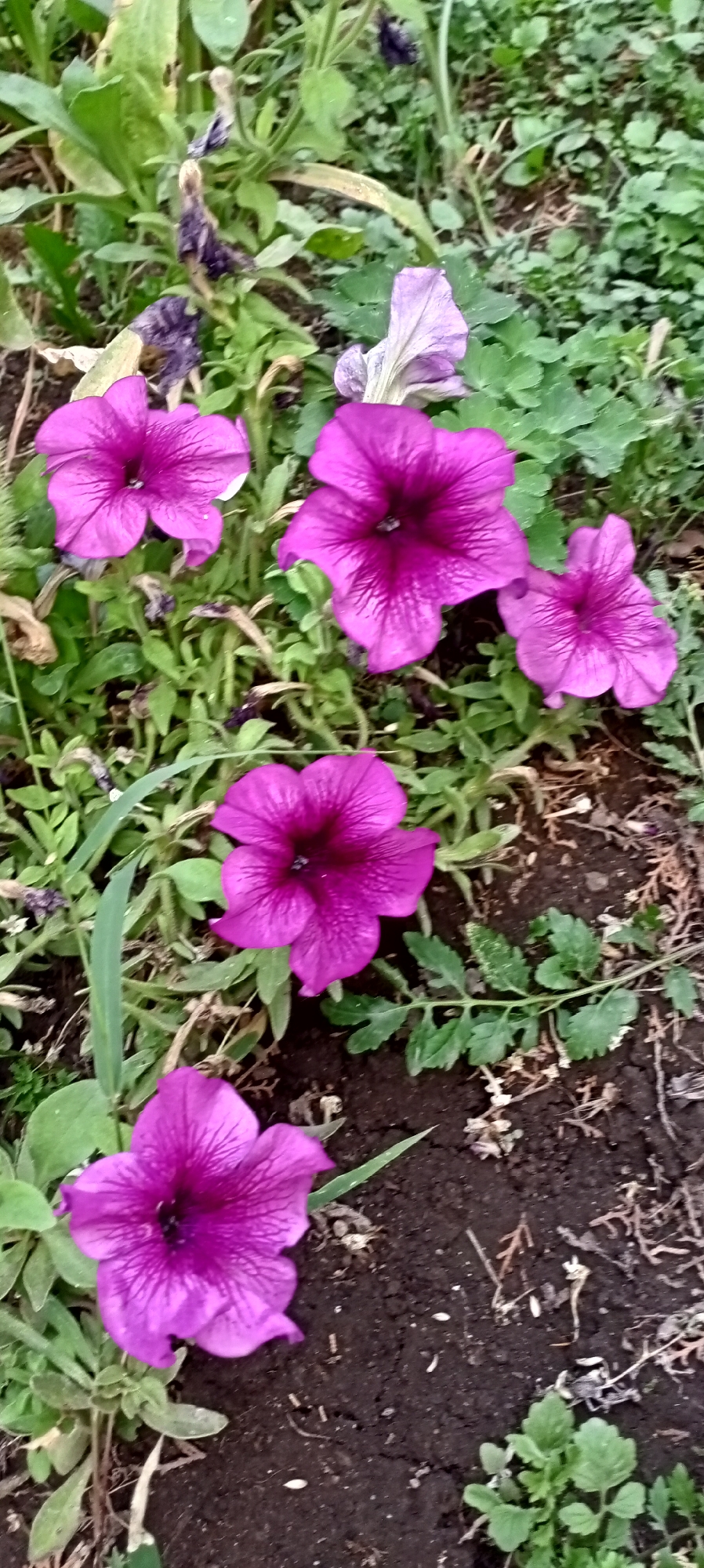 A group of vibrant fuchsia petunias are blooming in a garden bed in Sokuluk, Kyrgyzstan. The flowers are in various stages of bloom, with some fully open and others still in bud. They are surrounded by lush green foliage and dark, earthy soil. The image captures the natural beauty of the flowers and their setting.