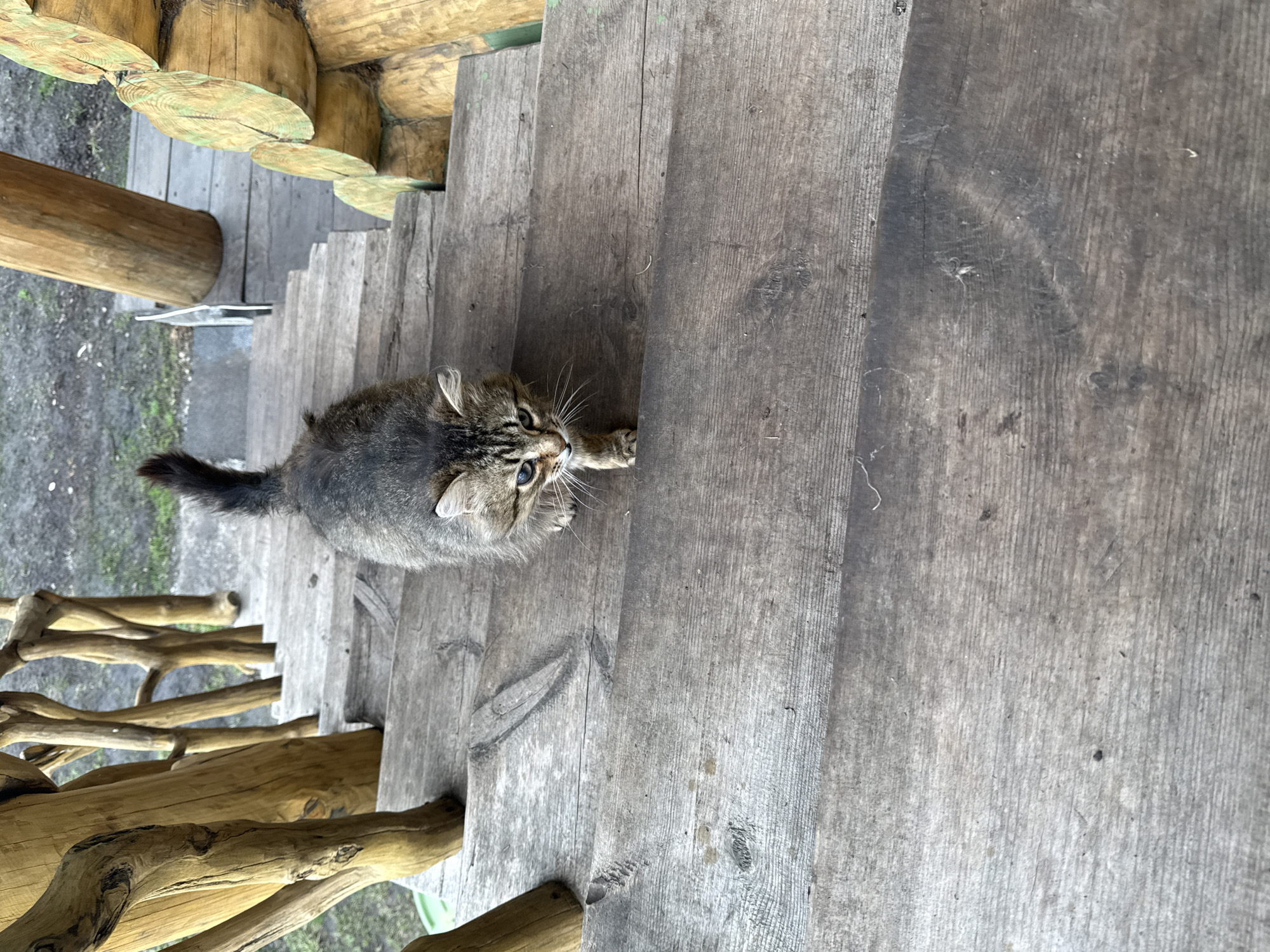 A medium shot captures a tabby cat on a wooden staircase, likely outdoors. The cat is facing upwards, paws extended forward. The setting is characterized by a wooden structure, possibly part of a building. Based on the location information, it's likely in Tyulyuk, Russia. The surrounding environment seems rustic, with wooden logs and weathered steps contributing to the natural setting.