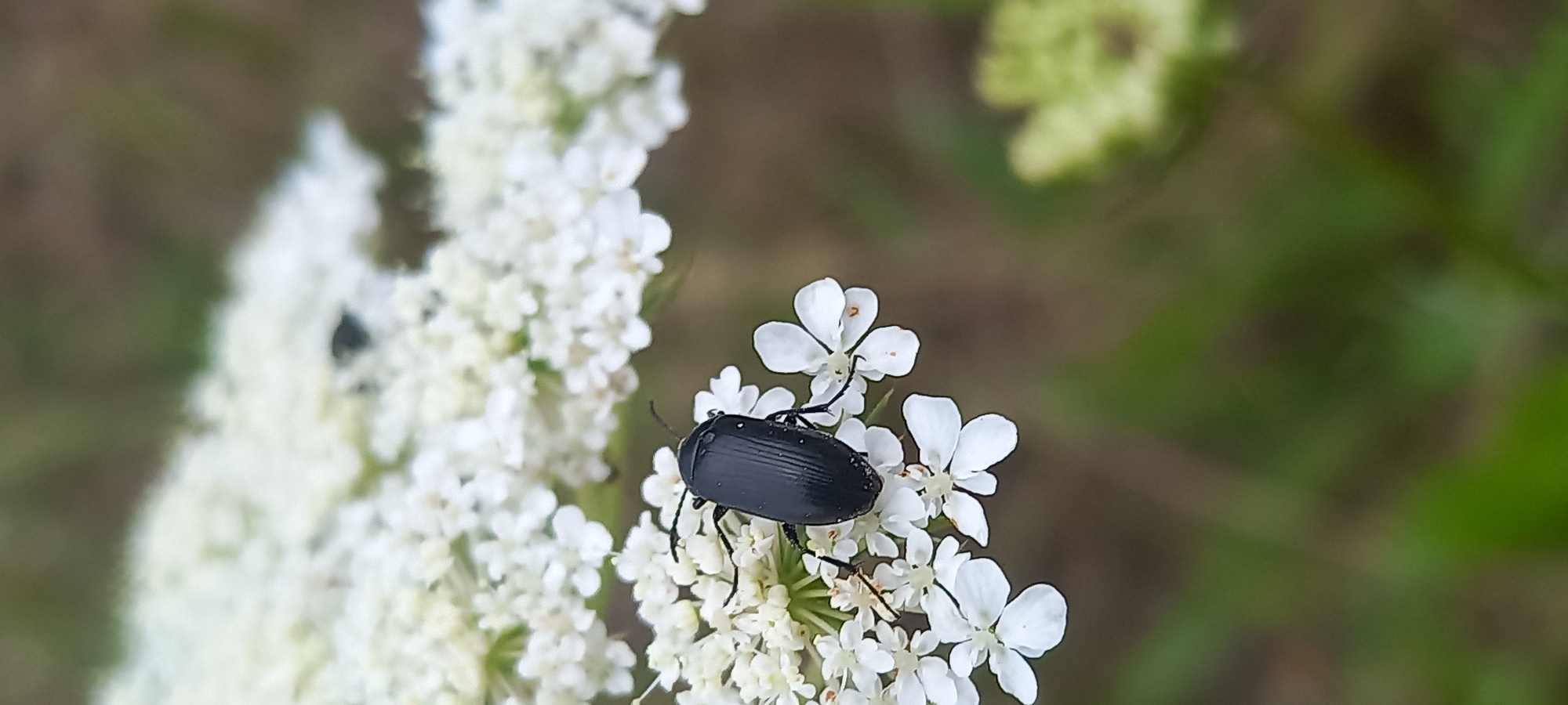 A macro photograph captures a black beetle perched on a cluster of small white flowers. The beetle is positioned centrally, its body elongated and shiny, with visible legs and antennae. The white flowers are delicate, with distinct petals, some of which are slightly curled. The background is softly blurred, with green foliage and hints of brown, suggesting an outdoor natural setting. The image does not contain any information that would allow for its location to be identified as Kryvyi Rih, Ukraine, or any other specific city.