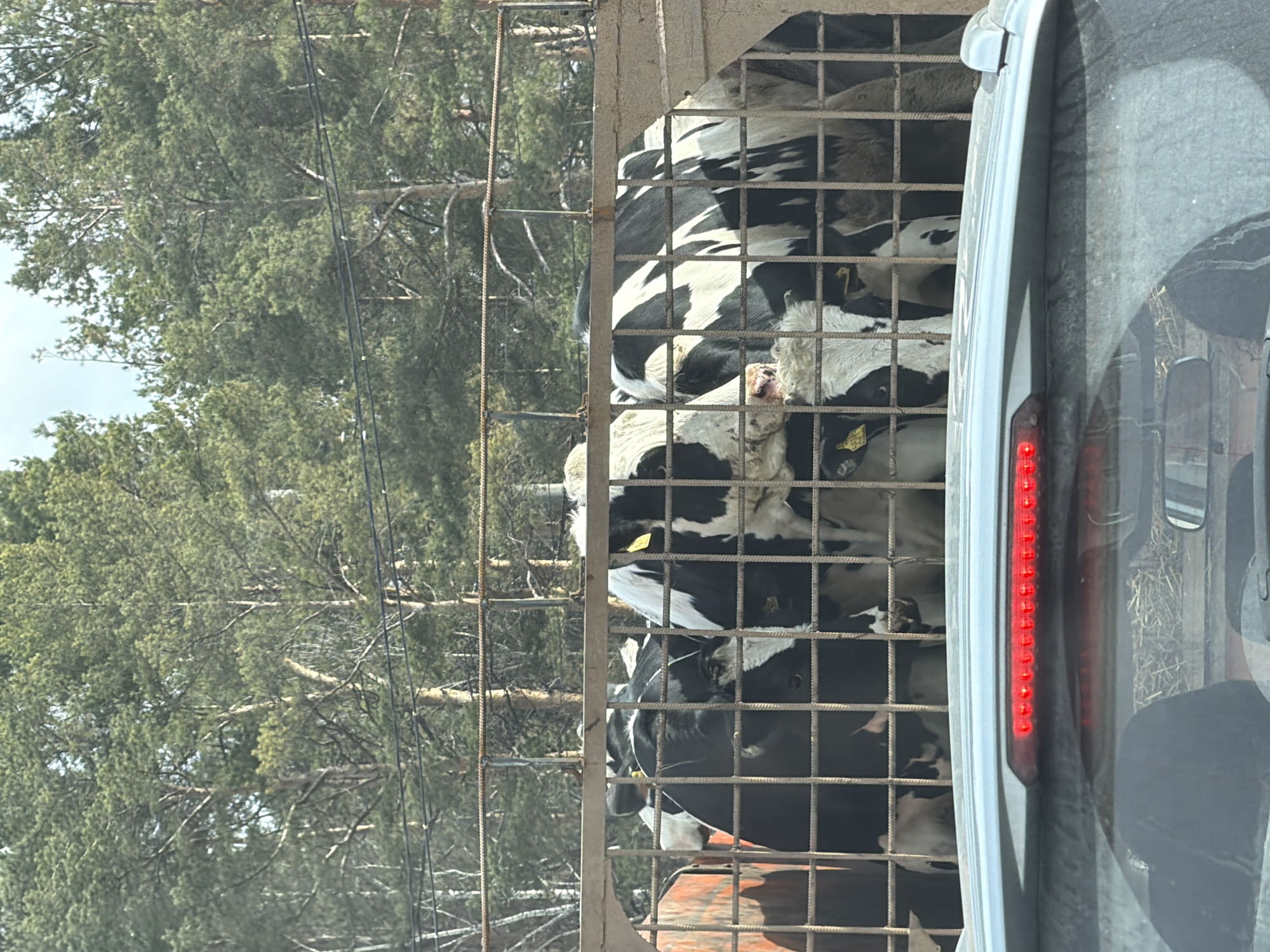 The image shows a group of black and white cows crowded in a metal cage on a truck. The truck is on a road in Chaikovsky, Russia, as indicated by the license plates on the cows. The environment includes trees in the background and a vehicle alongside the truck. The red brake light of the vehicle is visible.