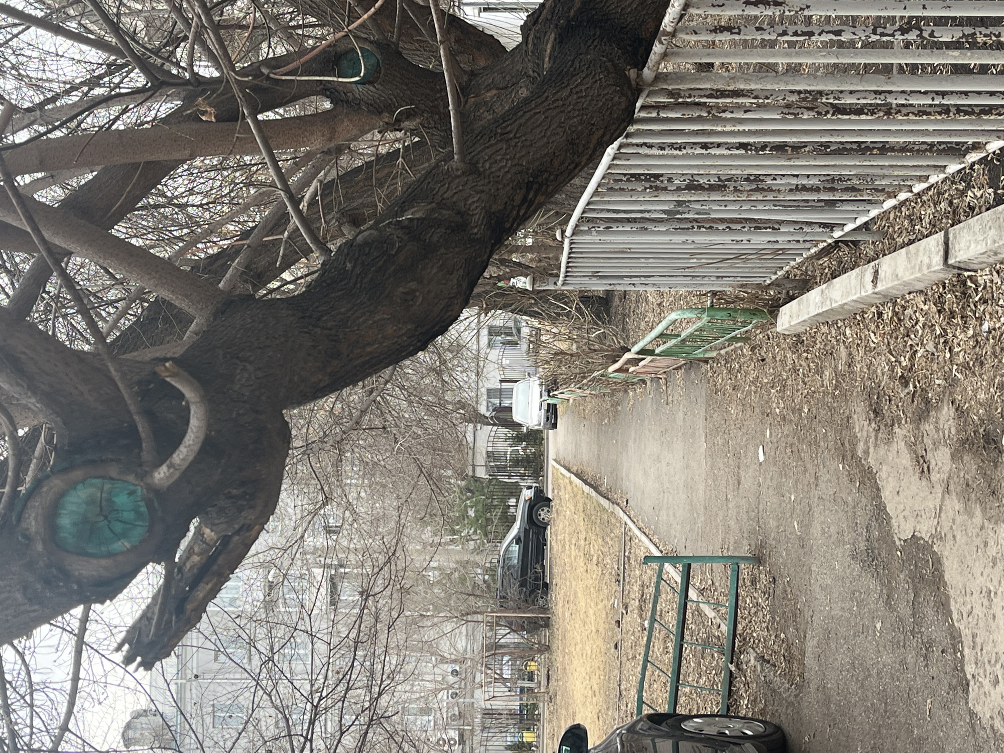 The scene is set in an urban area, potentially in the city of Unknown, Unknown. The view appears to be along a narrow walkway or alleyway next to a building or structure with a white, weathered, horizontal-slatted fence or wall. A large tree dominates the left side of the frame, its trunk and bare branches prominently displayed. The tree's trunk is thick and gnarled, and it has a distinctive blue patch or filling within a hole in the trunk. The ground is covered with dry leaves and debris. Several cars, including black and white vehicles, are parked along the walkway or in the background. Buildings, possibly apartment blocks, are visible in the background through the bare branches of the tree. There is also a green metal rack, possibly a barrier or a stand of some sort, located on the right of the frame. The overall atmosphere is somewhat bleak and urban, characteristic of a late autumn or winter scene.