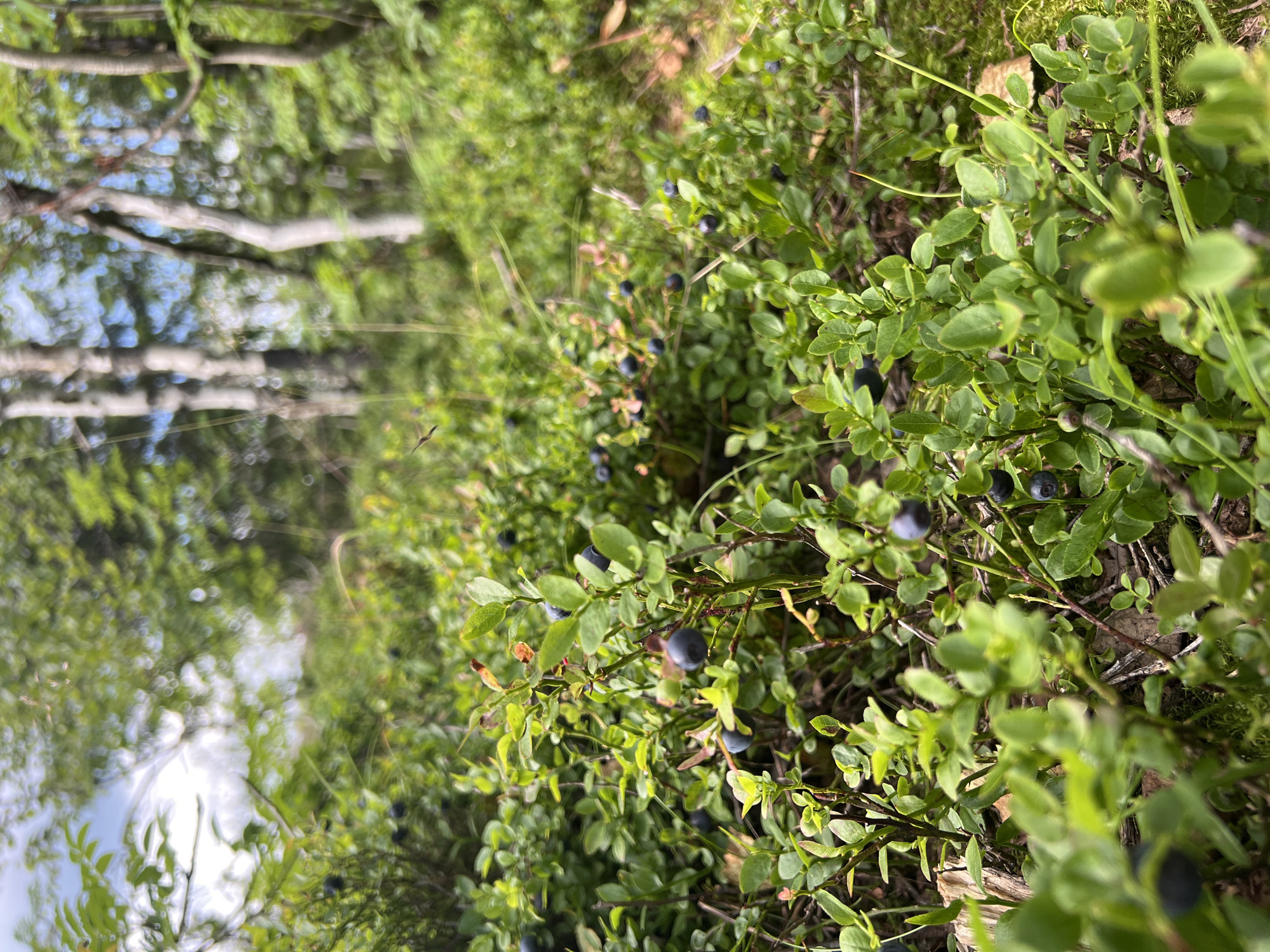 A close-up, low-angle shot captures a patch of wild blueberry bushes in a forest. The bushes are laden with ripe, dark blue berries interspersed with small, green leaves. The foreground is dominated by the detailed foliage of the blueberry plants, with some berries clearly visible. In the background, out of focus, are birch trees with their characteristic white bark and the dappled green canopy of the forest, suggesting an outdoor, natural setting. The lighting appears to be natural daylight, casting soft shadows and highlighting the texture of the leaves and berries. The overall impression is one of abundance and the natural beauty of a forest floor. The location is Gubakha, Russia.