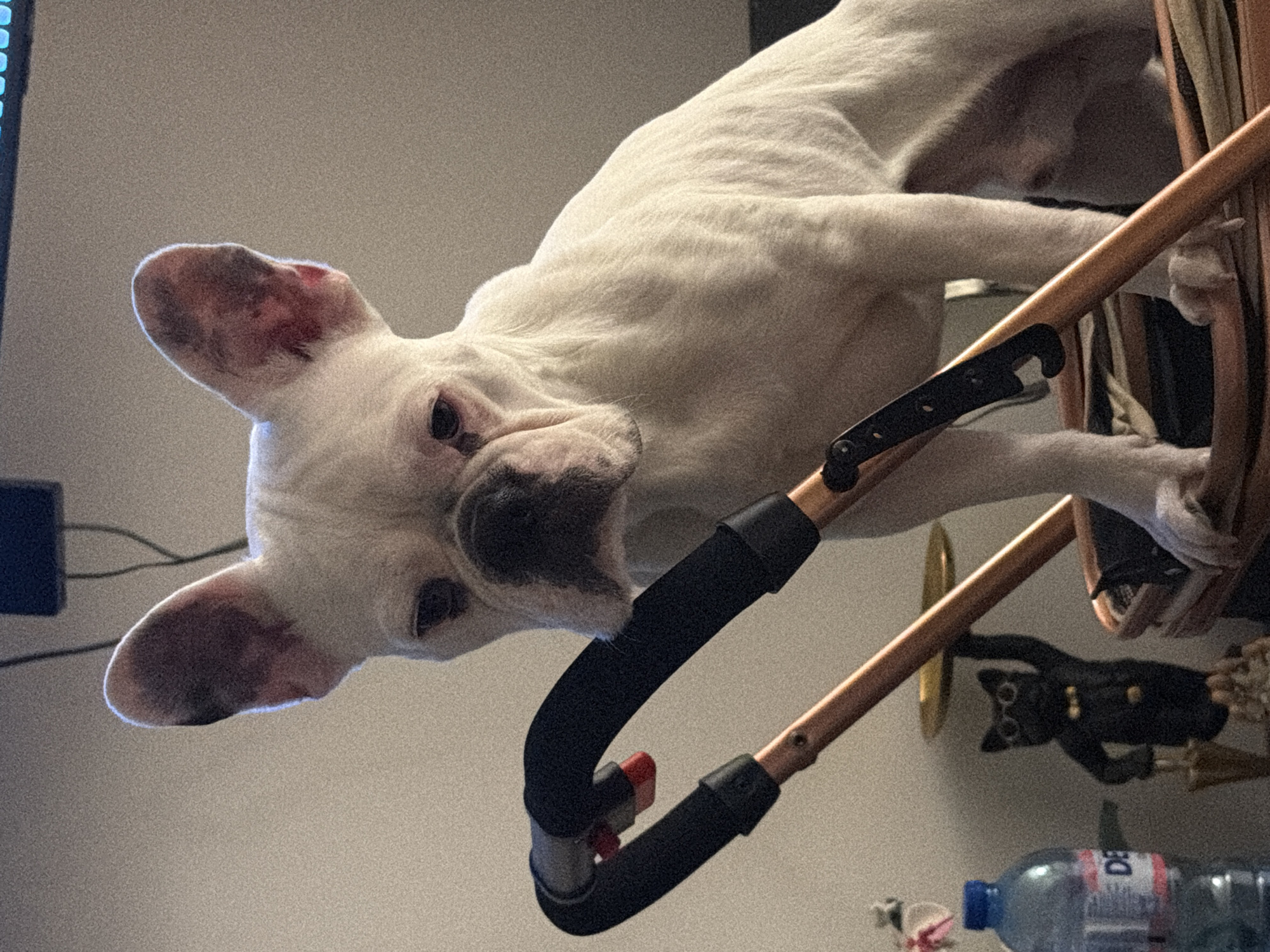 A white French bulldog is lying on top of a metallic folding chair. A black decorative cat statue with gold-colored accents is affixed to the wall in the background, and a water bottle is on the surface below. The location in the city of Sofia, Bulgaria is not indicated.