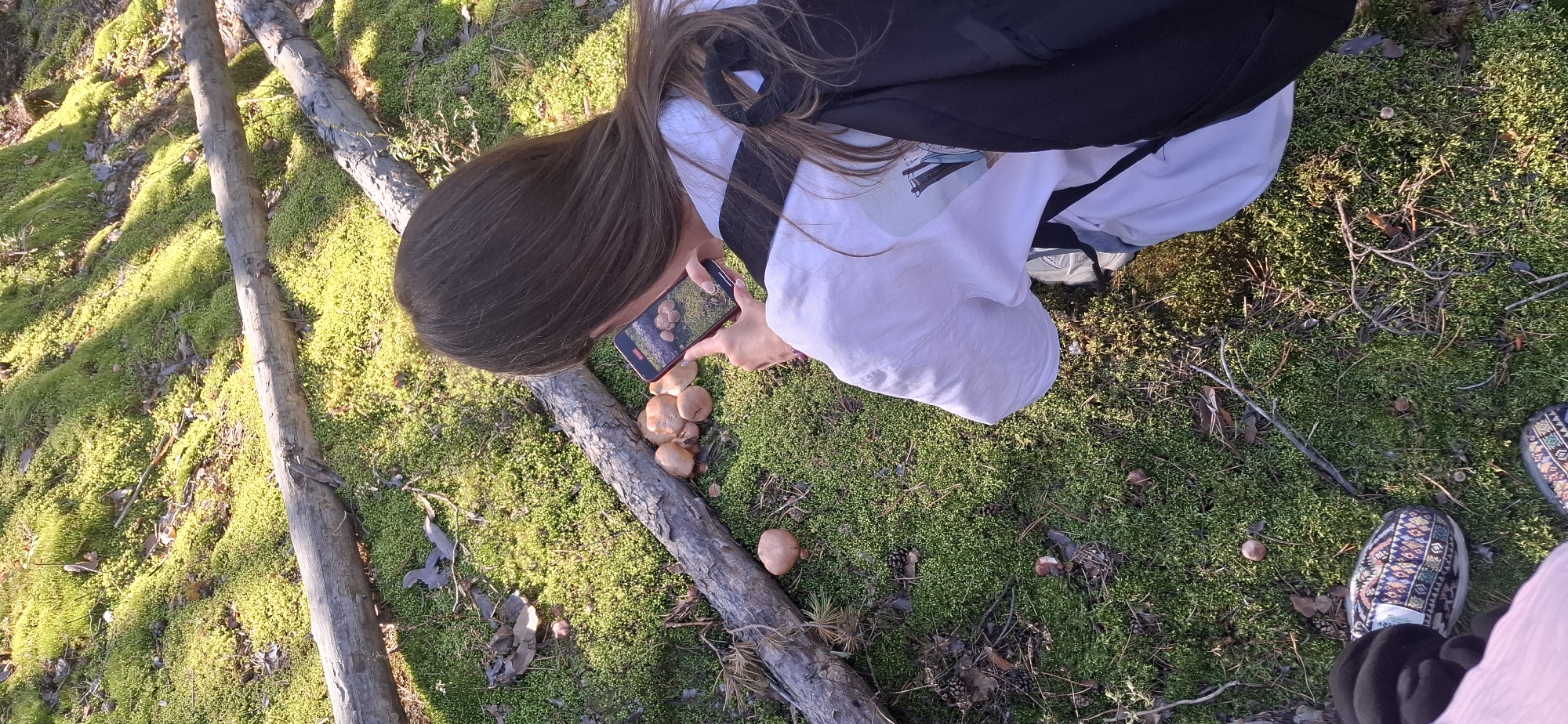 In the city of Peredovoi, Russia, a person with long, brown hair is kneeling on mossy ground covered in pine needles and fallen leaves. The person is wearing a white t-shirt and a black backpack. They are holding a red smartphone and taking a picture of a cluster of mushrooms growing on the ground, near a fallen log. Another person's feet, wearing patterned slip-on shoes, are visible in the lower left corner of the frame. The scene is illuminated by dappled sunlight filtering through the trees.