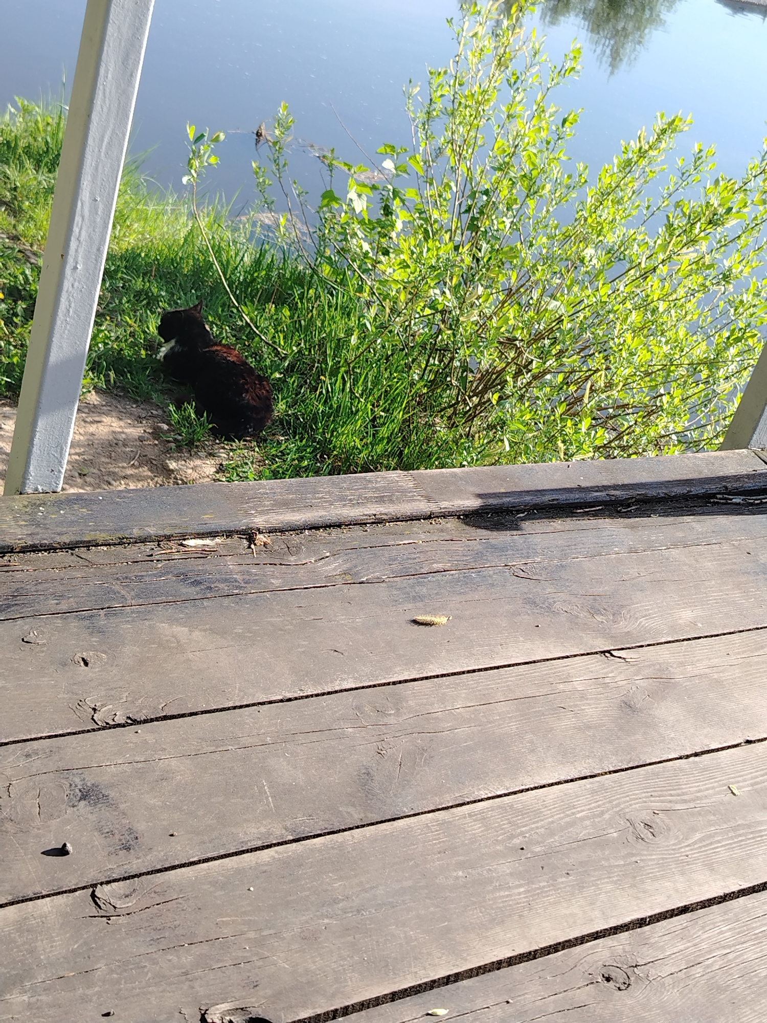 The image depicts a wooden deck overlooking a body of water. A black cat is sitting on the grassy bank near the water's edge. A small bush with light green leaves grows between the cat and the water. The photo was taken in Stroitel', Russia.
