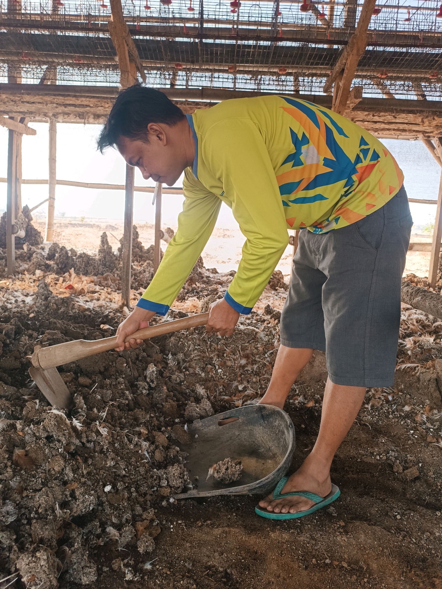In Tambakromo, Indonesia, a person is seen inside a structure, possibly a coop, surrounded by mounds of dirt and what appears to be animal waste mixed with feathers. The person, wearing a bright yellow long-sleeved shirt with an abstract blue and orange design, and gray shorts, is actively engaged in moving the material with a hoe. A shovel is placed on the ground nearby, also resting on the dirt. The environment suggests a rural or agricultural setting, with visible wooden beams and wire mesh overhead, indicative of a structure designed for housing livestock. The person is focused on the task, with a cigarette dangling from their lips. The lighting suggests it is daytime, with natural light filtering into the structure.