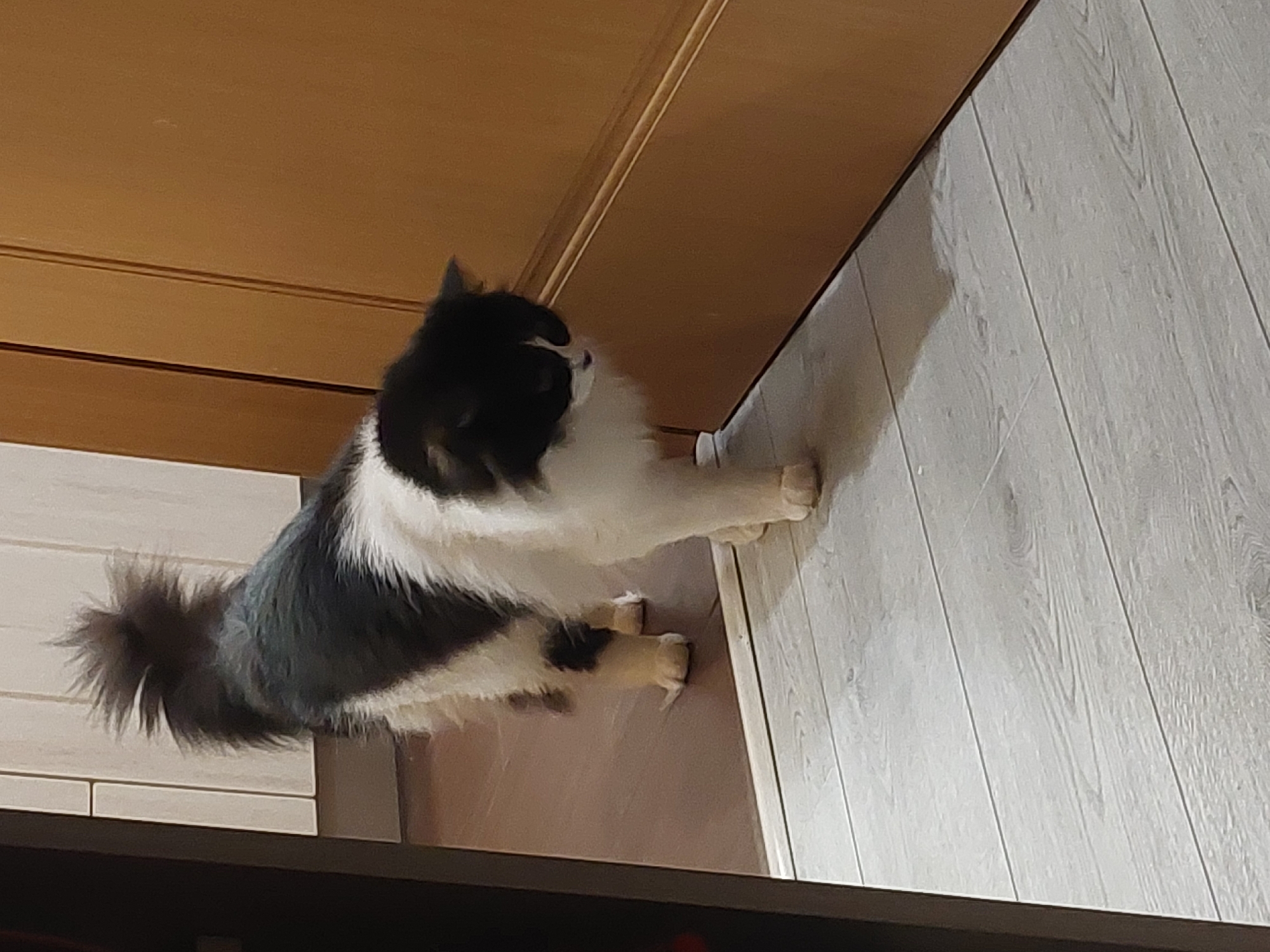 A black and white cat is standing on a wooden floor next to a wooden cabinet. The cat is facing away from the viewer and looking towards the cabinet. The floor is light grey and has a wood grain pattern. The cabinet is light brown and has a smooth surface. The photo was taken indoors. No information regarding location in Plovdiv, Bulgaria, can be determined from this image.
