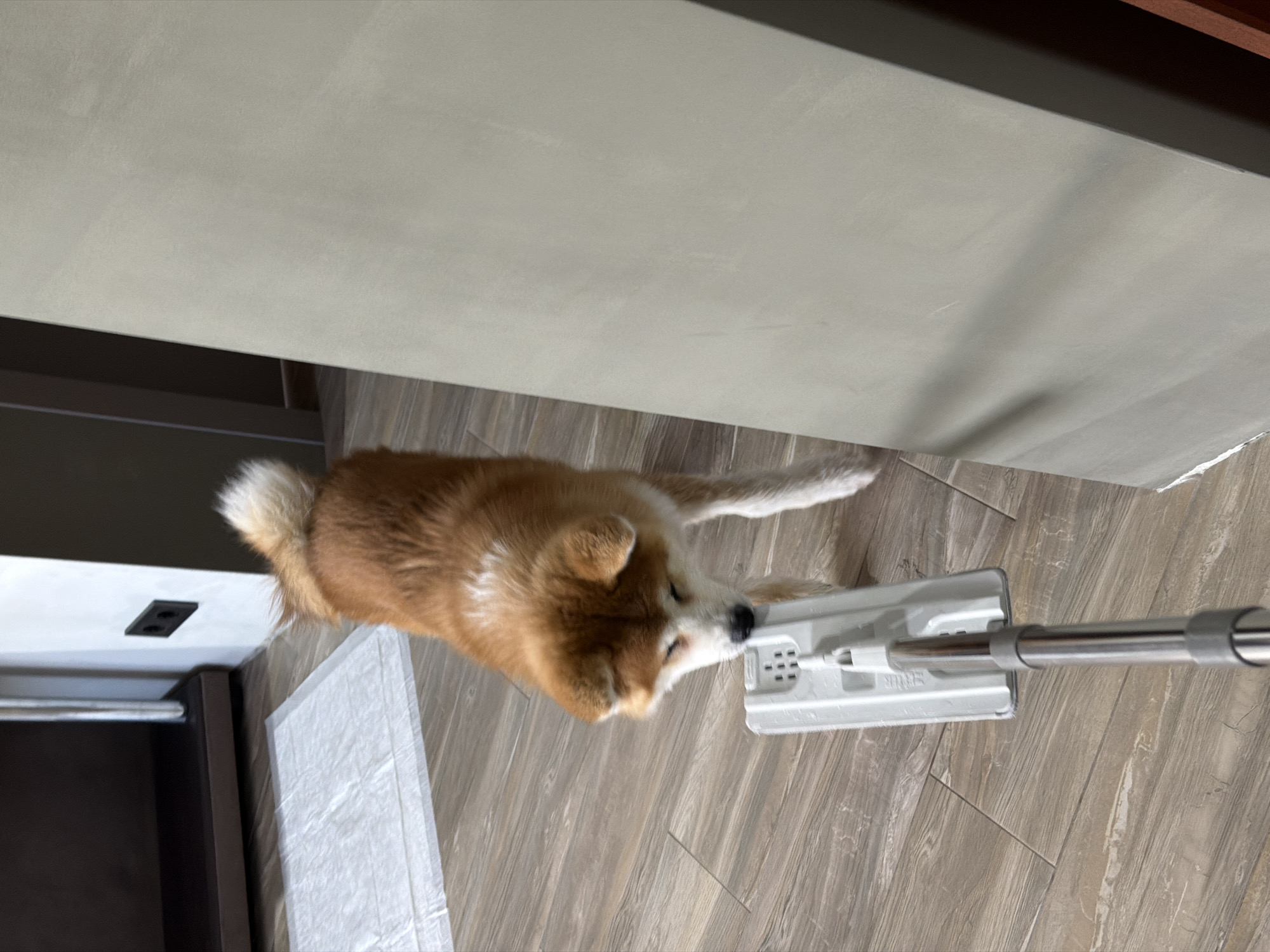 An indoor scene, likely set in a residence in Chaikovsky, Russia, features a light-brown and white dog, possibly a Shiba Inu or Akita mix, curiously interacting with a white and silver mop or floor cleaner. The dog stands on a floor covered with light brown and grey wooden-plank-style tiles, with its snout positioned close to the white head of the mop, appearing to sniff or examine it. The dog has a fluffy coat and a curled tail, visible towards the left side of its body.
To the immediate left of the dog, a white disposable pad or puppy training mat rests on the tiled floor. The upper portion of the frame is dominated by a large, light grey, flat surface, suggesting a wall, countertop, or the underside of a cabinet. Below this surface and to the left, a dark brown or black piece of furniture or cabinetry is partially visible, including a horizontal metal rod. The dog's eyes are mostly closed or directed downwards, indicating focused attention on the mop. The lighting is bright and even, characteristic of an indoor daytime setting. Faint, illegible text is visible on the white head of the mop. The image captures a charming moment of a pet exploring its domestic environment.