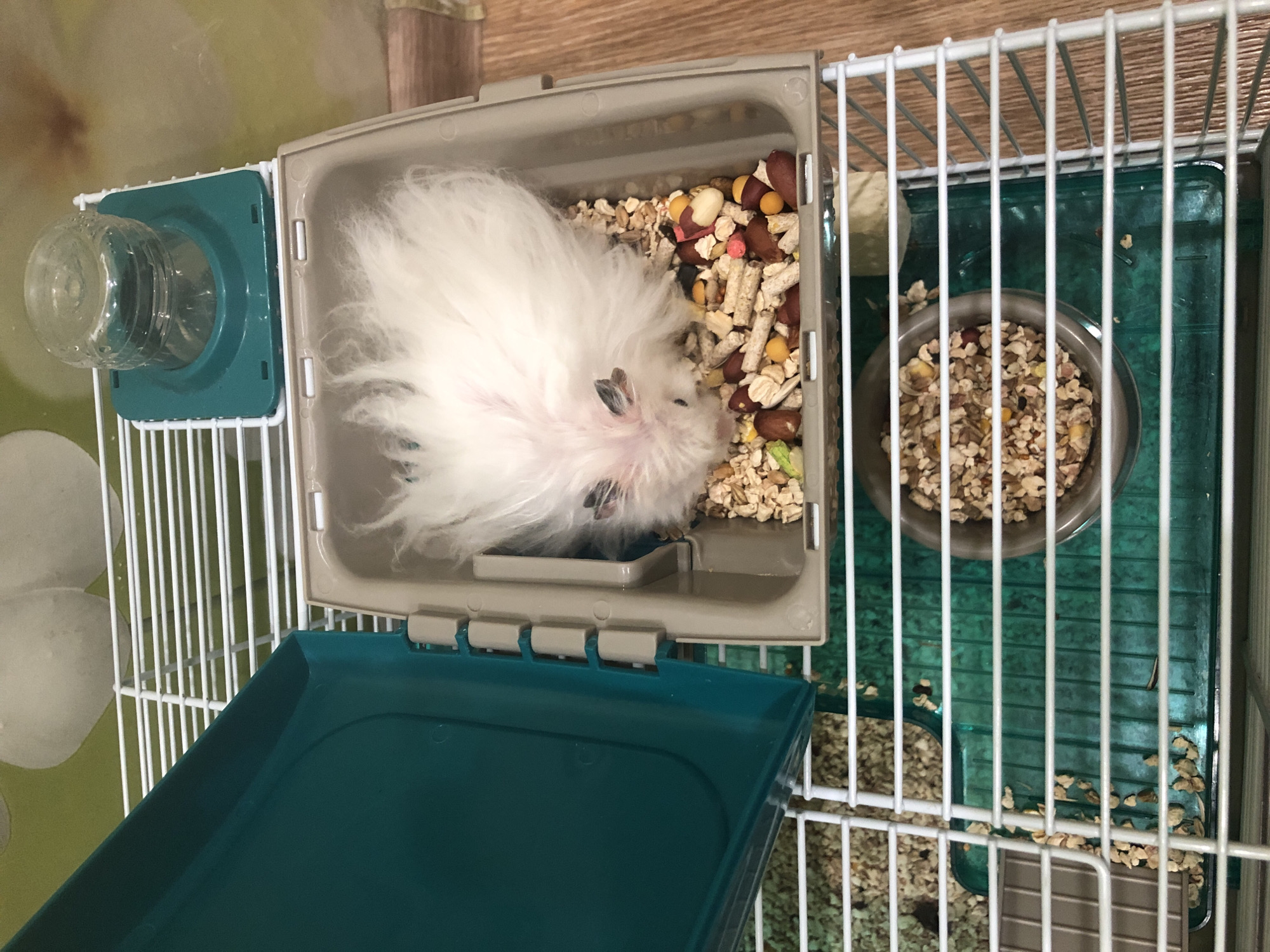 A fluffy white hamster is inside its cage, partially obscured by its own fur. The hamster is surrounded by a mixture of seeds and pellets. The cage is made of white wire bars and has a green plastic base. A teal-colored lid is open and resting to the left of the cage. On top of the cage, a green water dispenser with a clear plastic bottle is attached. The background shows a wall with a blurry floral pattern and a wooden floor. The image does not contain any information to suggest a location in the city of Solikamsk, Russia.