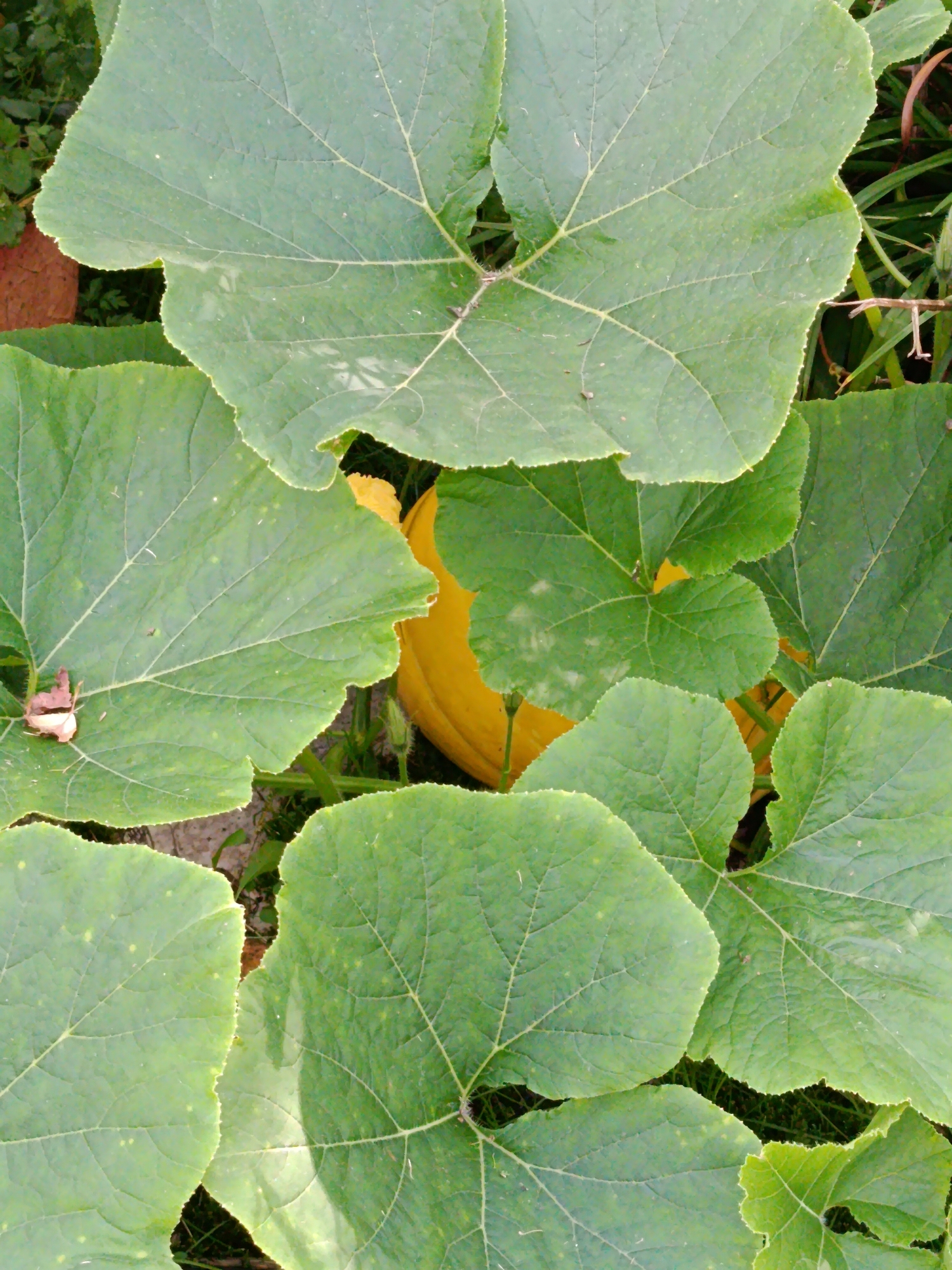 An overhead shot shows large, green pumpkin leaves in a garden in Vareya, Russia. A large, yellow pumpkin is partially visible beneath the leaves. The leaves are lobed and have prominent veins. The ground is covered with grass and some brown leaves.